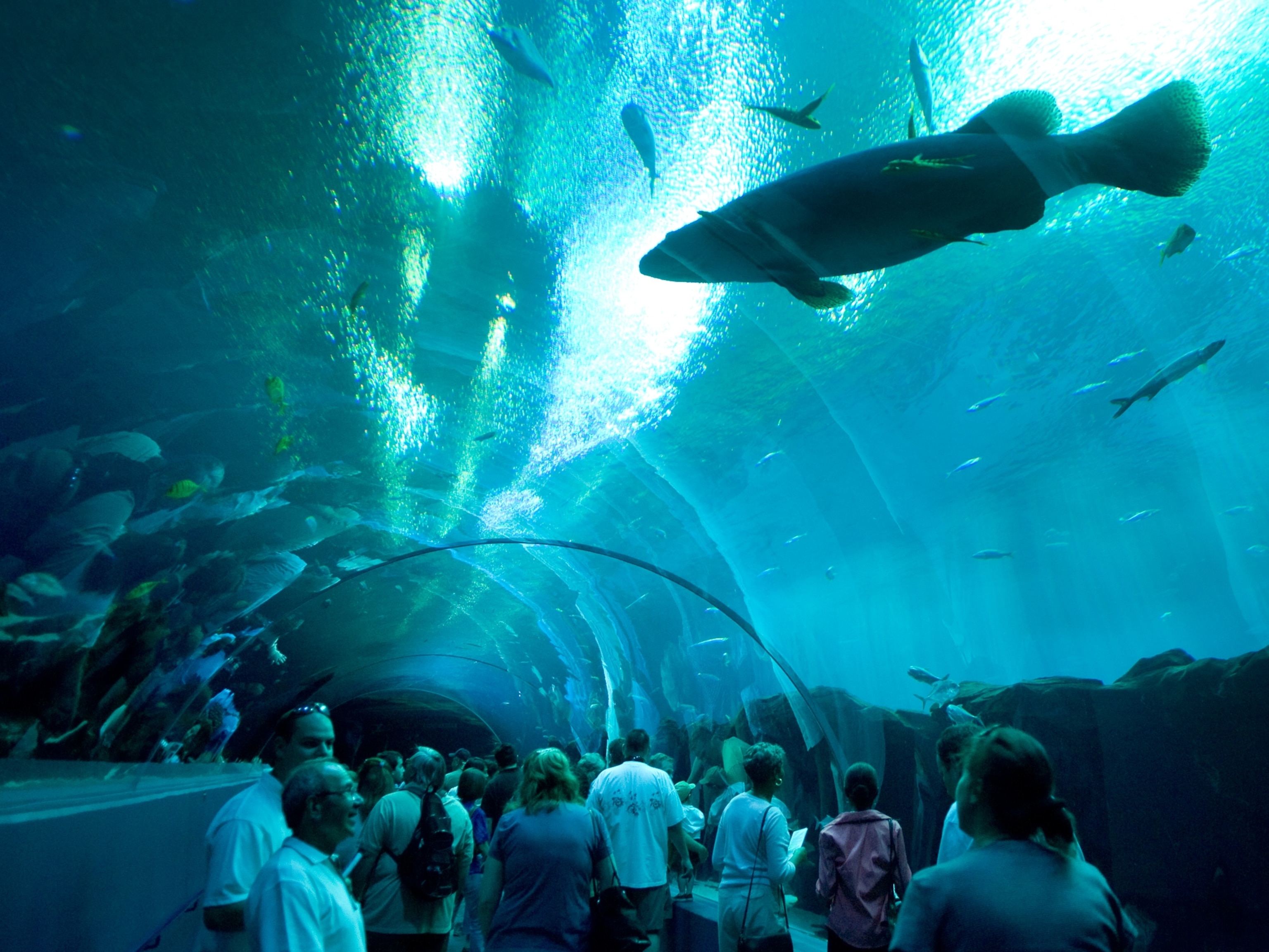 visitors walking through a a transparent tunnel in one of the Georgia Aquarium's tanks.