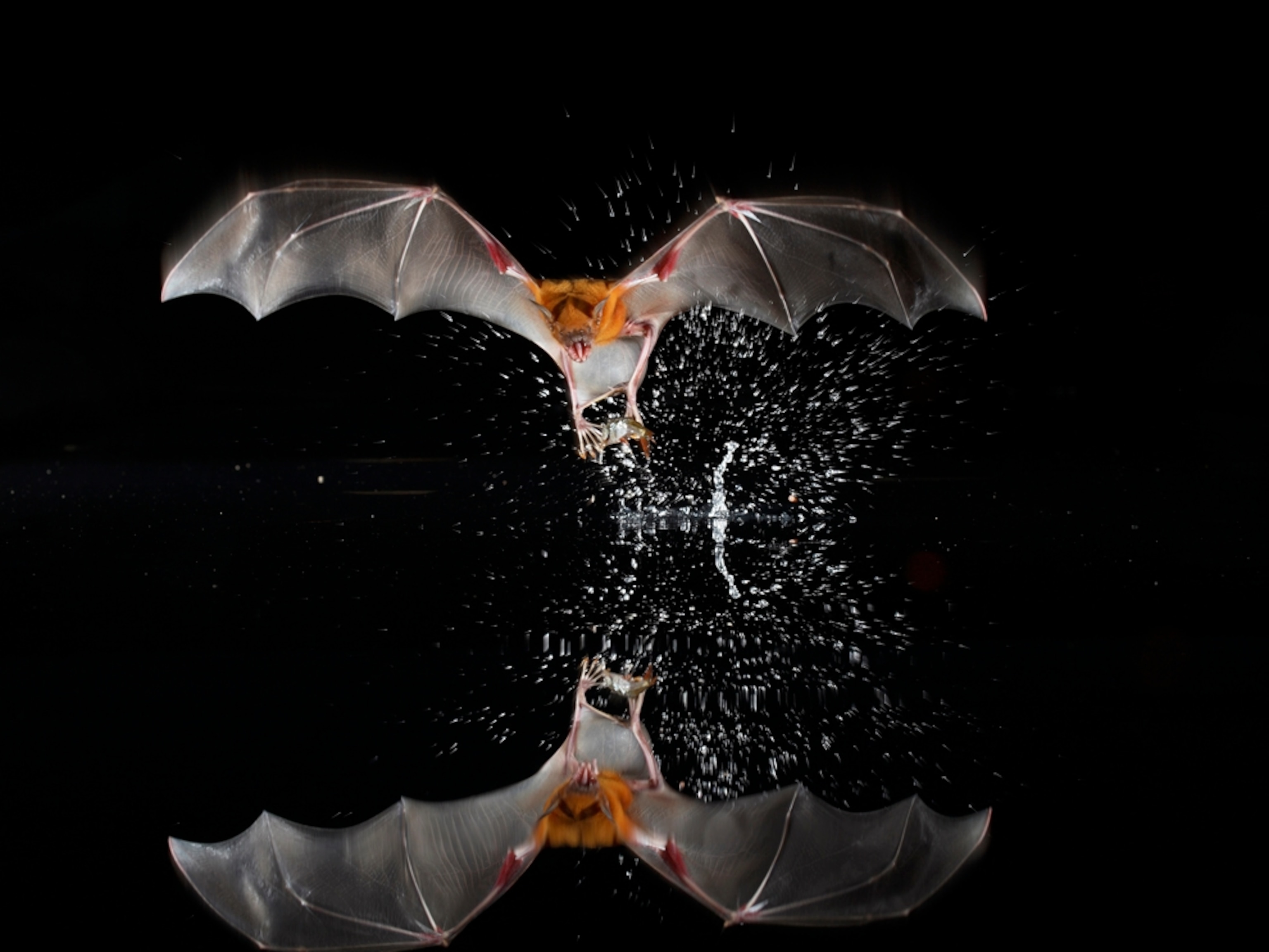 A bulldog bat fishing