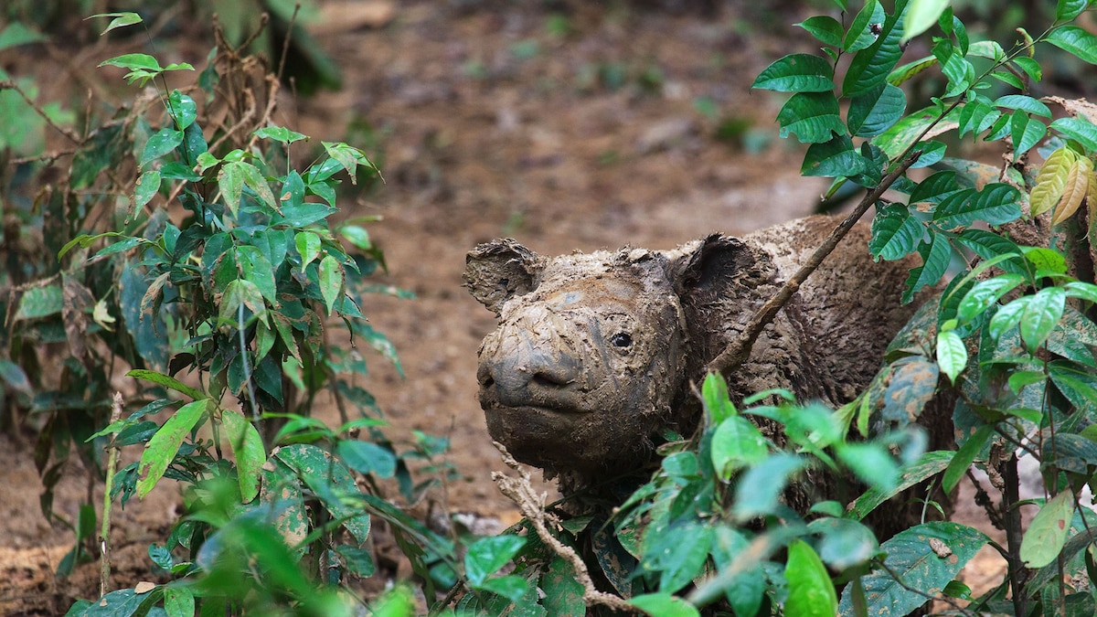 Sumatran Rhino Habitat Loss sumatran-rhino-habitat-loss