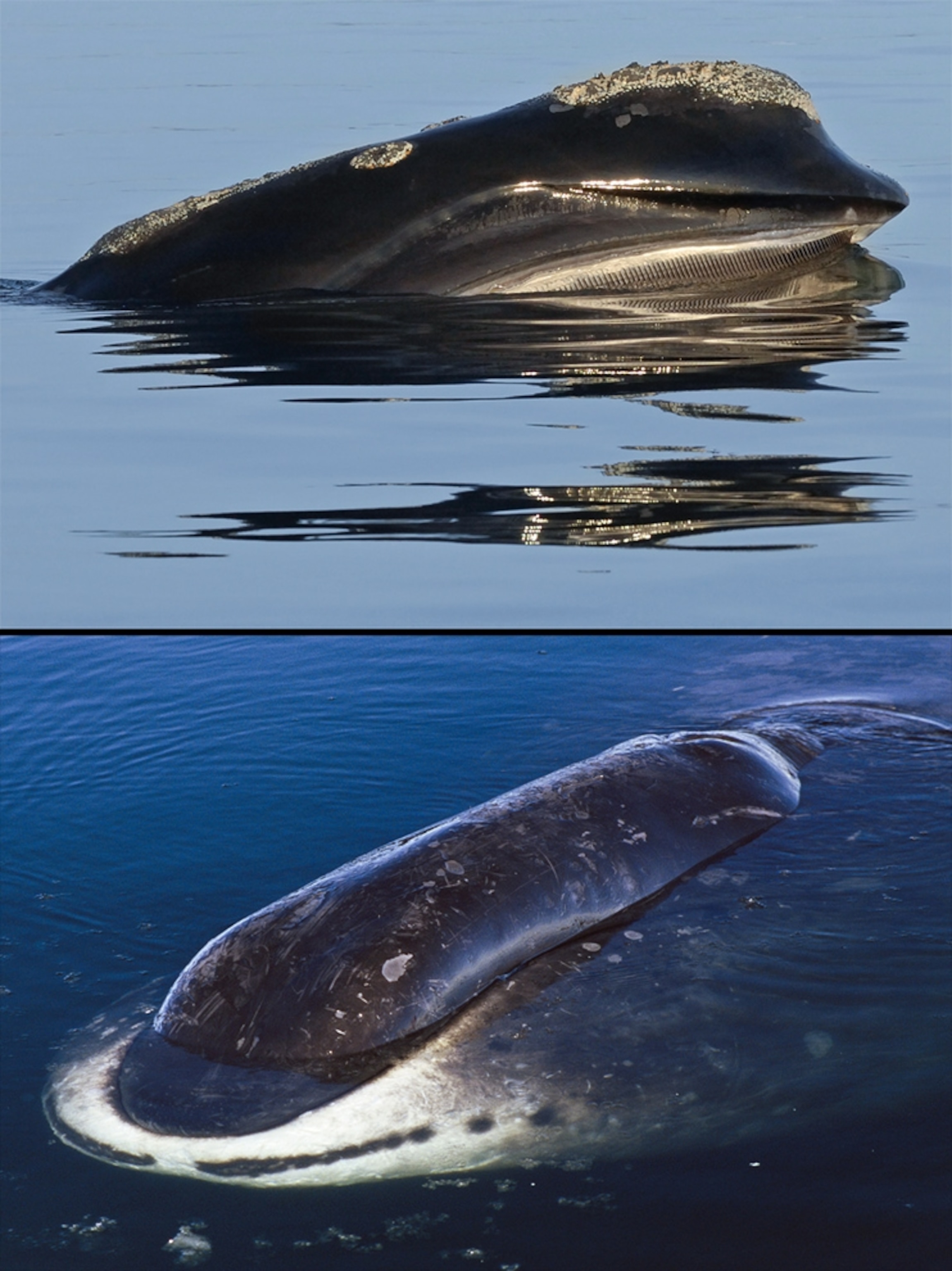 Pictures Pizzly To Be Joined By More Arctic Hybrids