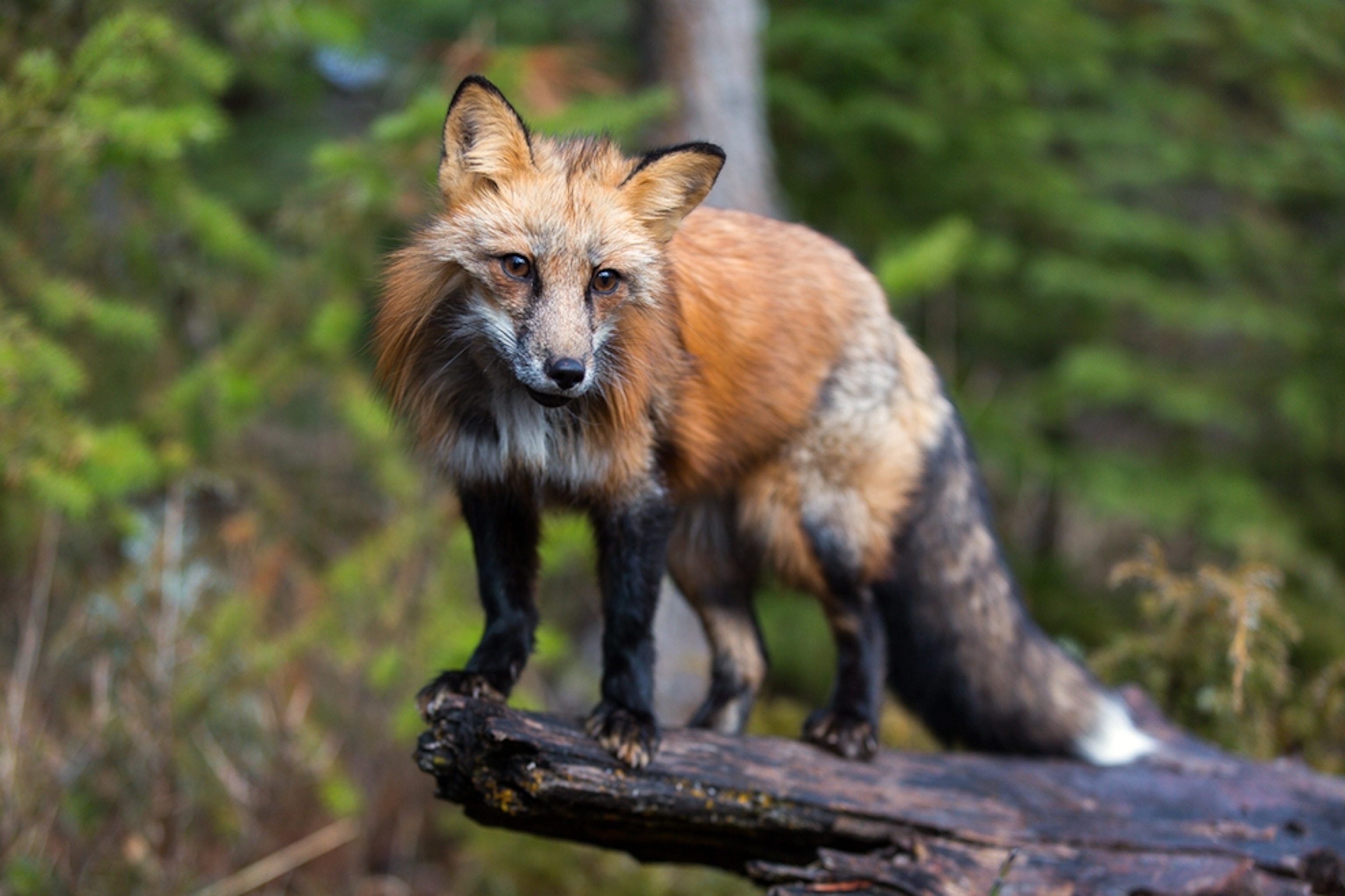 a fox at the Triple D Game Farm in Montana