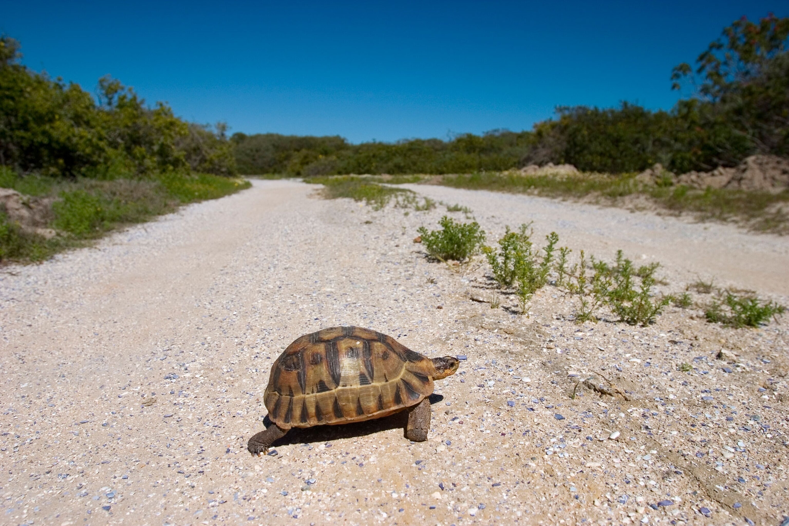 a Geometric tortoise