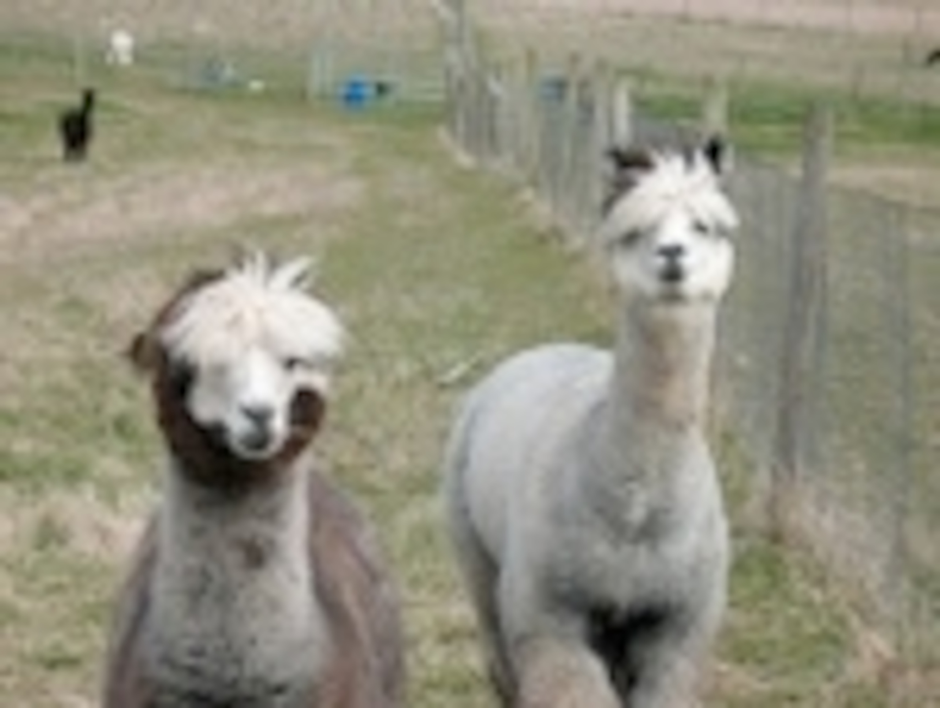 Alpacas