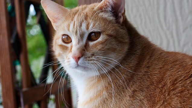 Cats Know Their Names Why It S Harder For Them Than Dogs