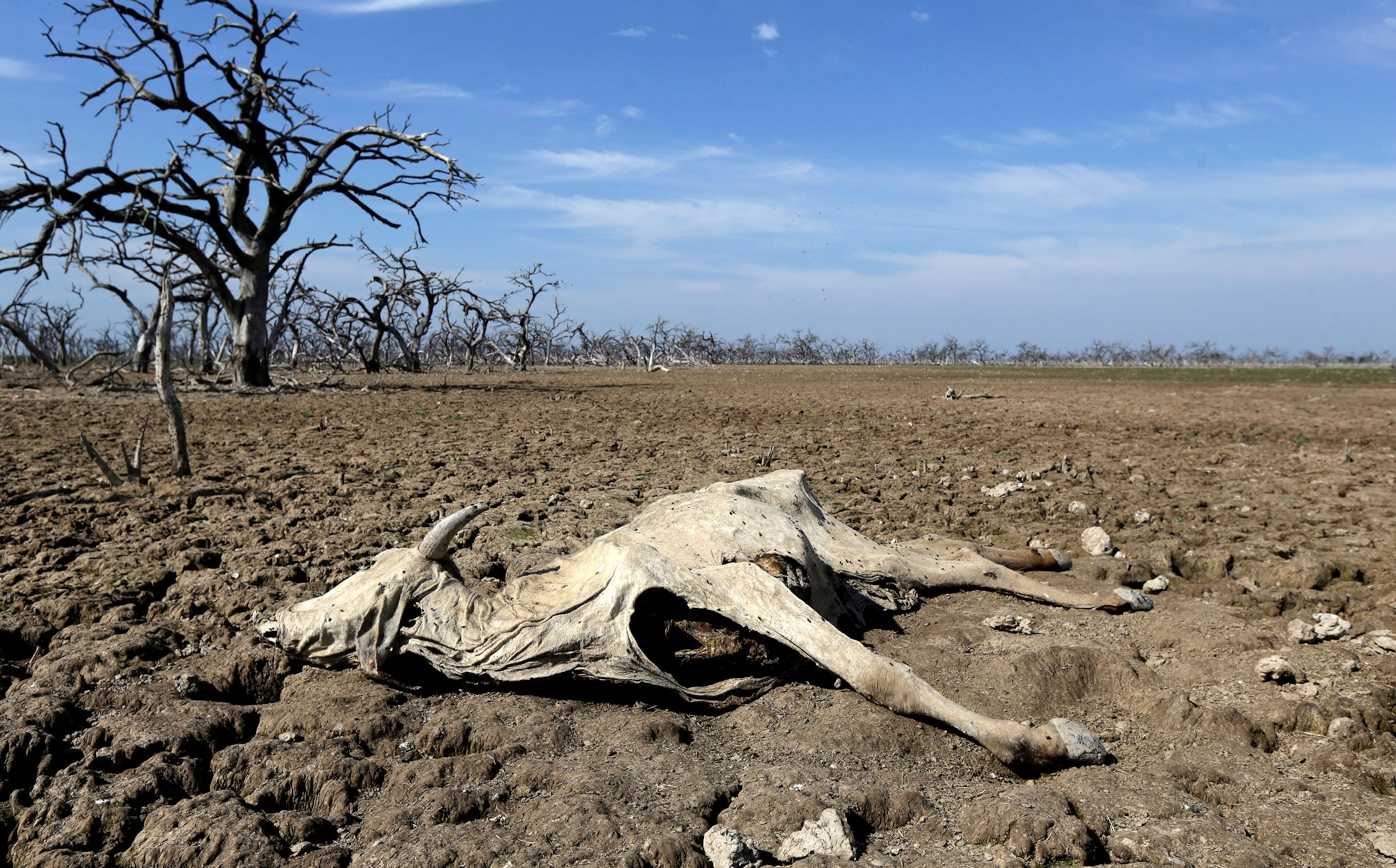 a dried cow carcass in a drought