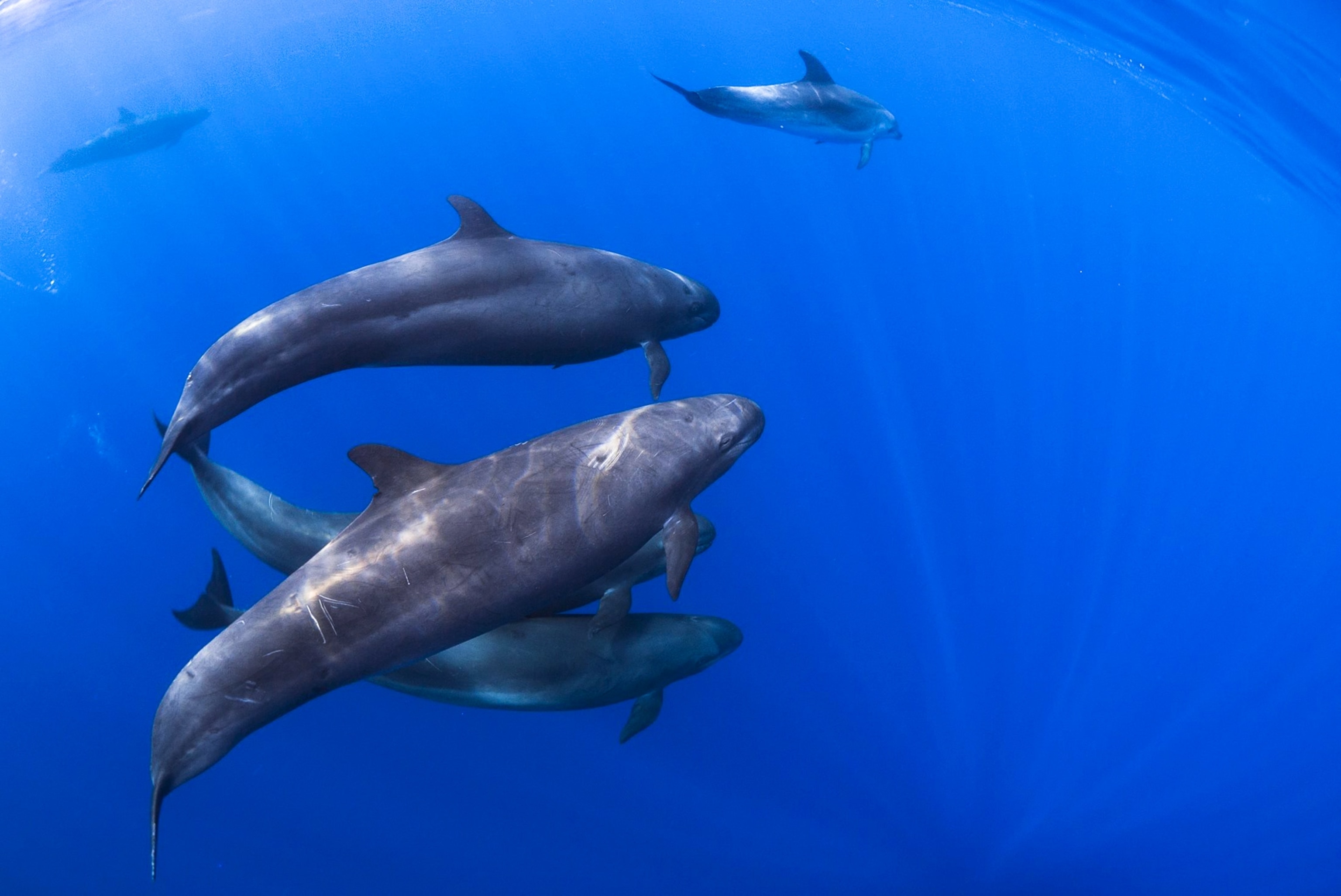 a rare pod of false killer whales.