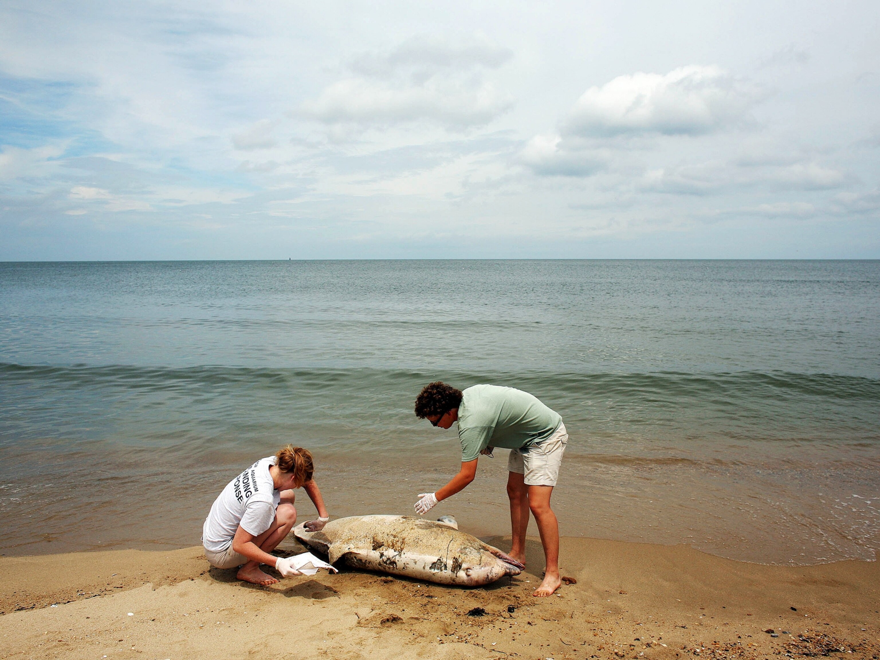 From left, Virginia Aquarium Stranding Response Team members Krystal Rodrique of Virginia Beach, Va. and intern Liz Schell of Durango, Co. record observations of a deceased male dolphin on Ocean View Beach in Norfolk, Va. on Thursday, Aug. 1, 2013. This was their third dolphin retrieval of the day. Officials are trying to determine the cause of a sharp increase in dolphin deaths in Virginia and other East Coast states. Five beached dolphins were found in Virginia alone on Thursday. In July, nearly four dozen dead dolphins were found, mostly in Norfolk and along the southern part of the Chesapeake Bay. That's up from the typical six or seven usually picked up in July by the Virginia Aquarium Stranding Response Team. (AP Photo/The Virginian-Pilot, Dorothy Edwards) MAGS OUT