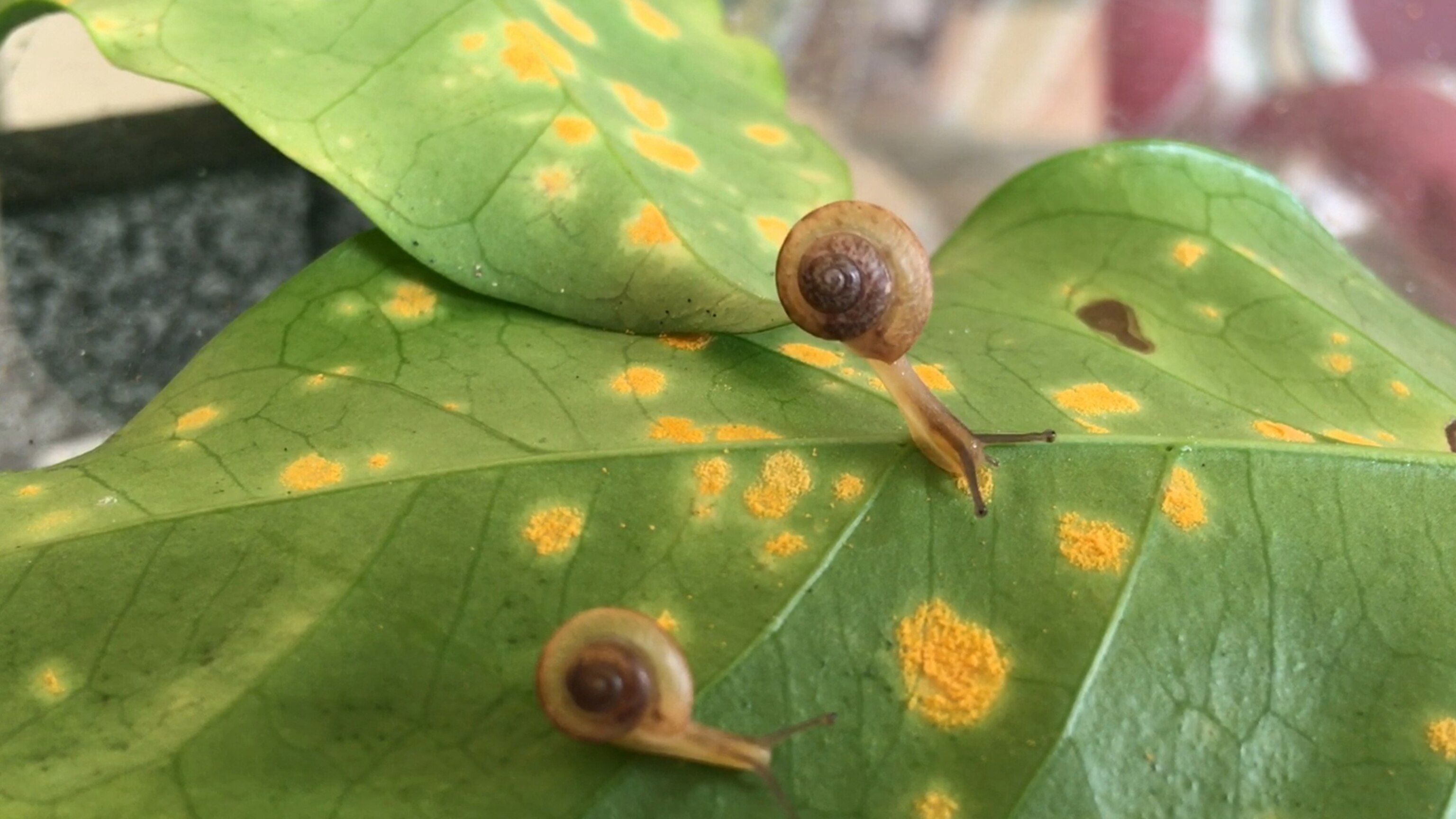 How this invasive snail could save your coffee from destruction