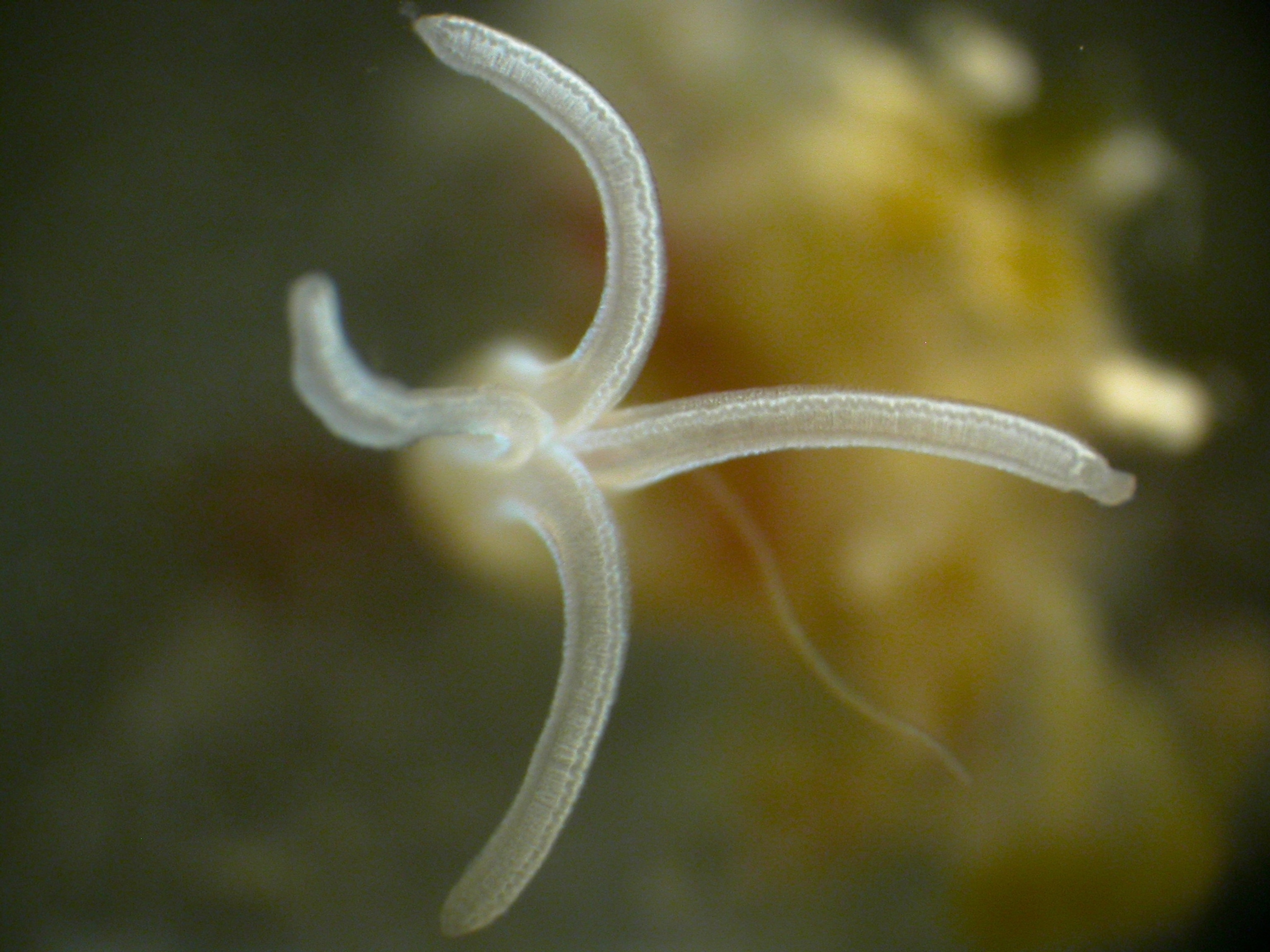New Boneworm - Picture of the palps, which act like lungs, of a new species of bone-eating worm in the Antarctic