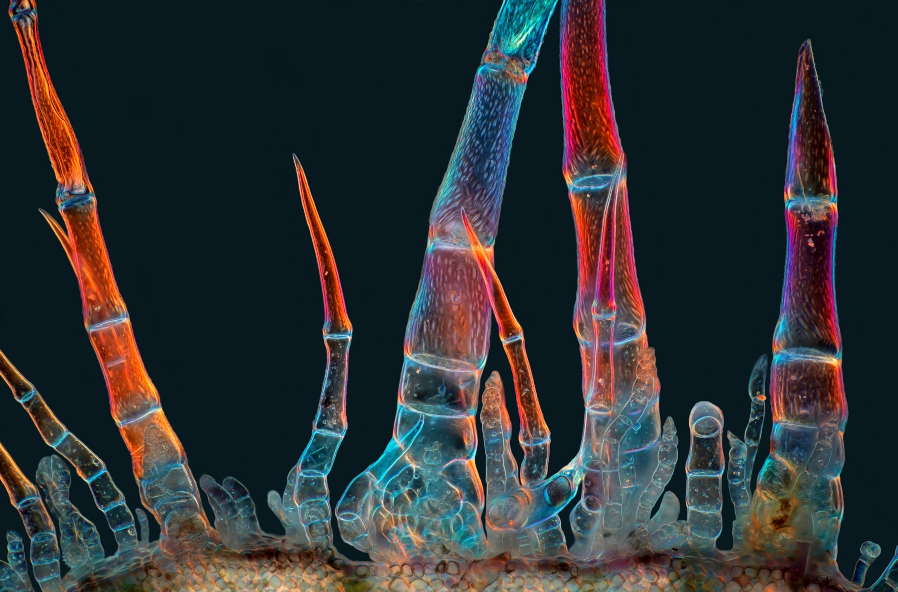 A microscopic view of hairlike growths from sunflowers, which resemble the jointed legs of crabs