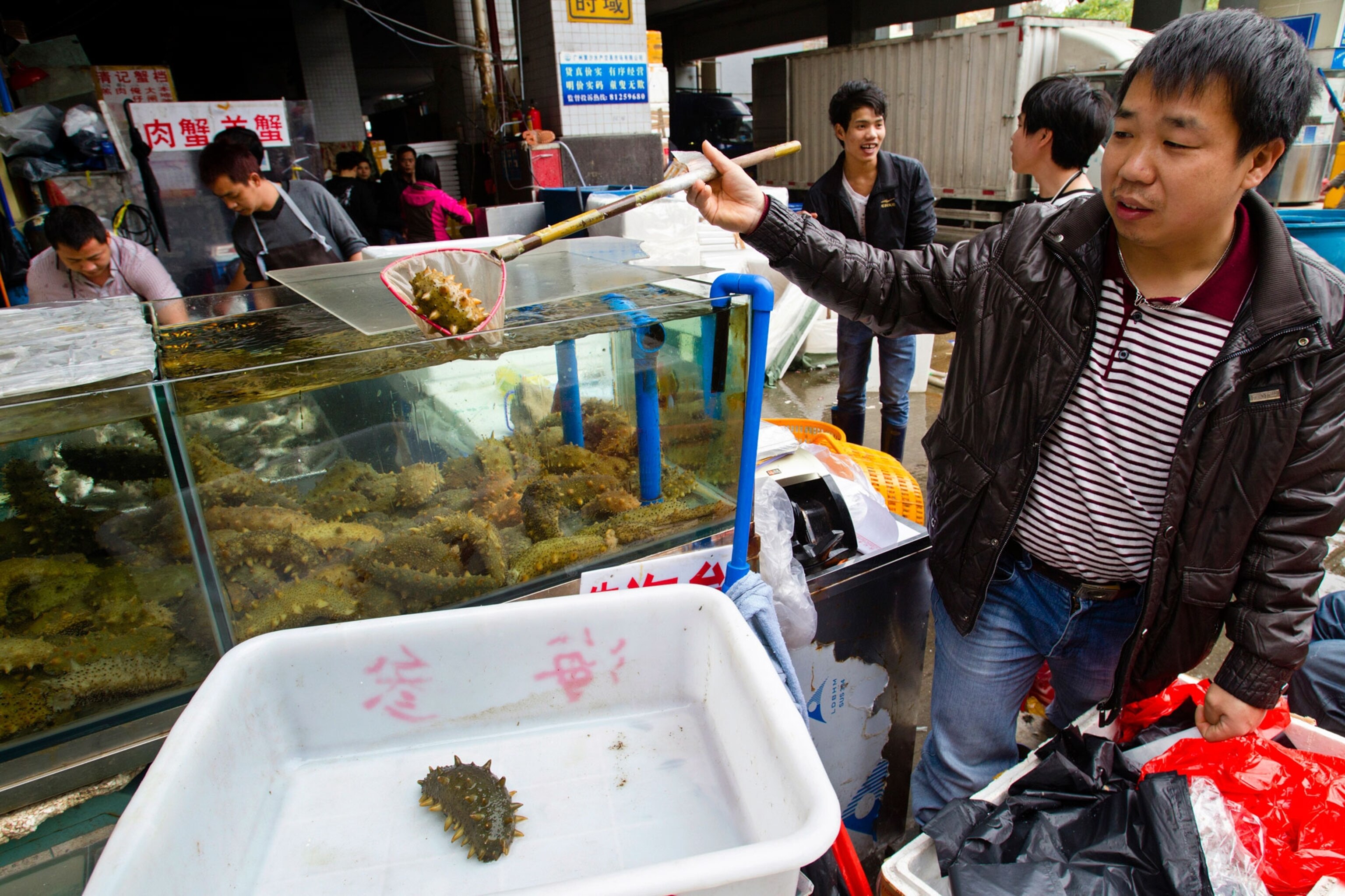 Sea cucumbers are being eaten to death to feed Chinese demand