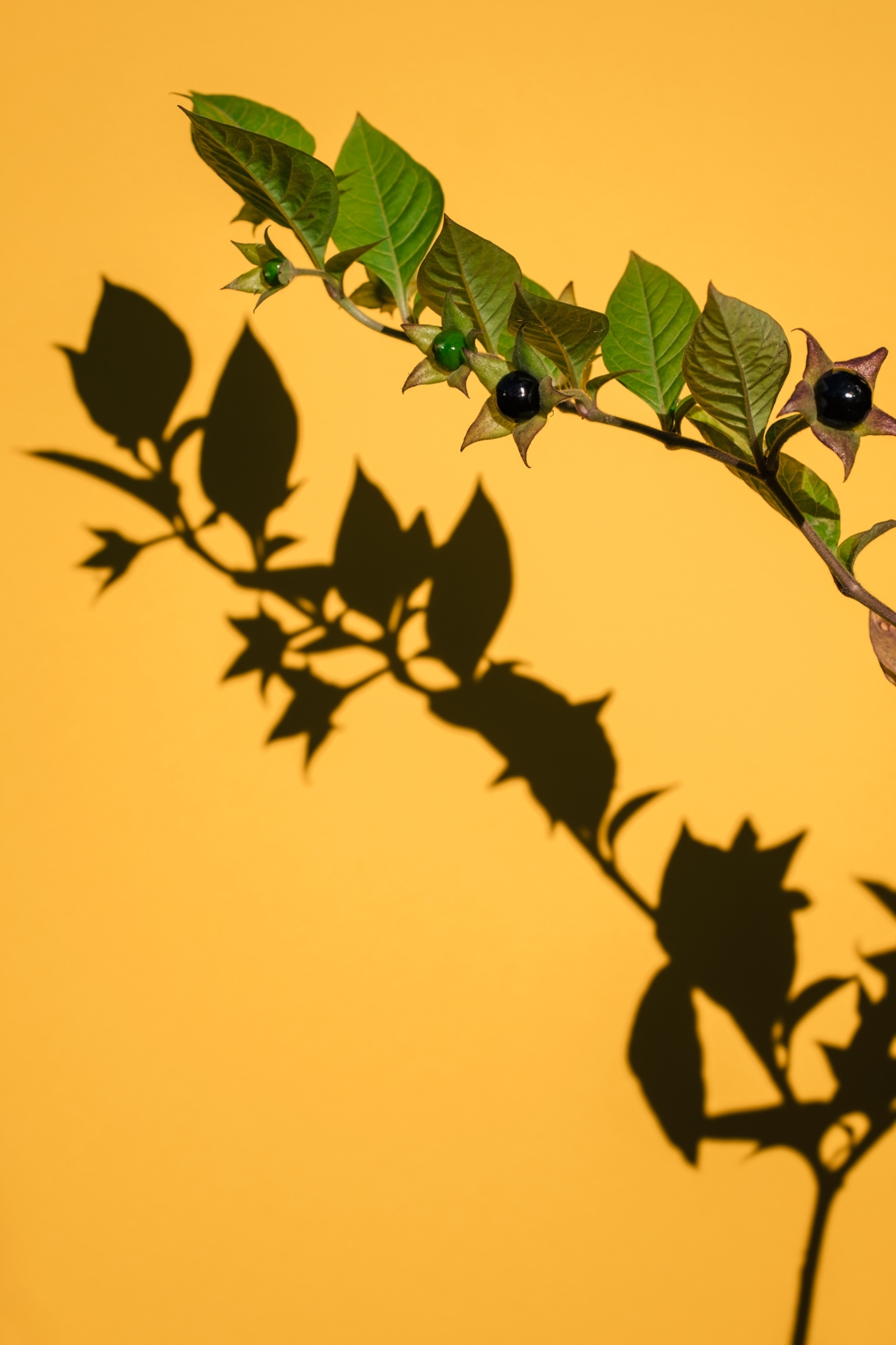 Nighshade plant with berries, photographed against a yellow backdrop.