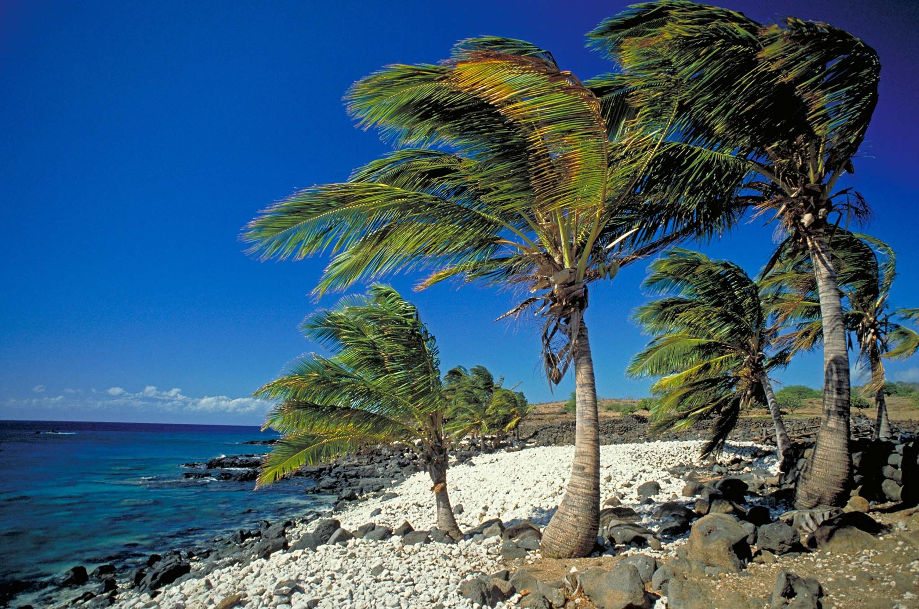 AAX8HP Elk214 2909 Hawaii Hawaii Kona coast palm trees blowing in wind
