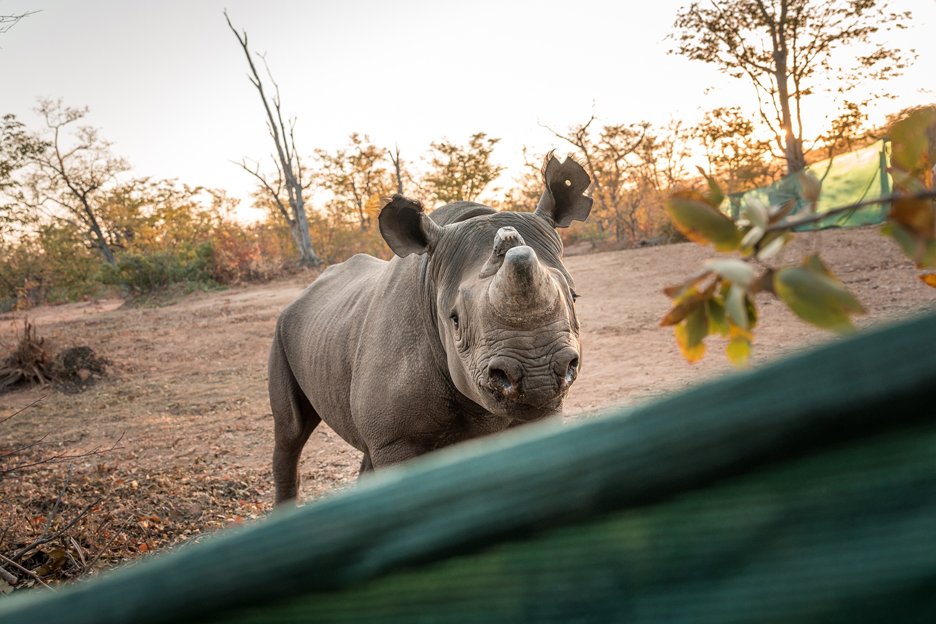 nosy black rhino approaching a hide from where the photo was taken