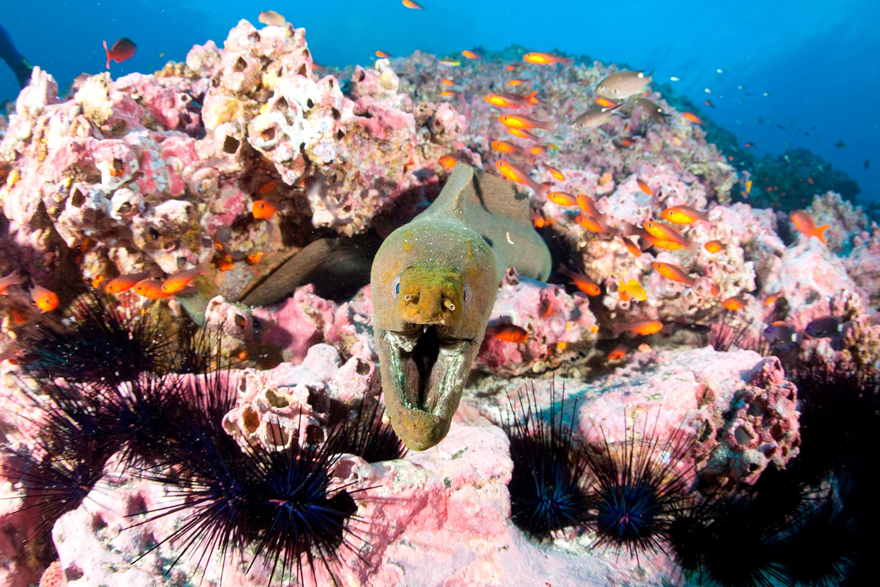 a green moray, Malpelo Island