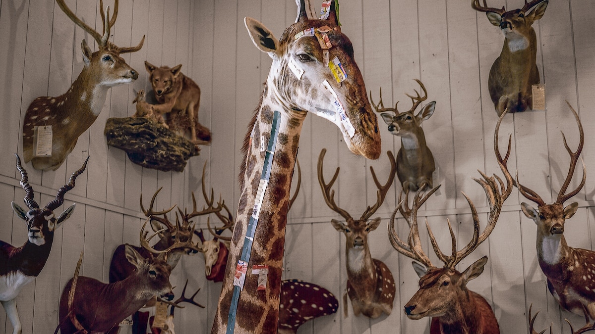 A bold plan to save Africa's shrinking giraffe herds | National Geographic, image size:1200x675