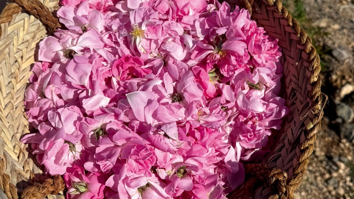 Discover Oman through its perfumes and ancient aromas
