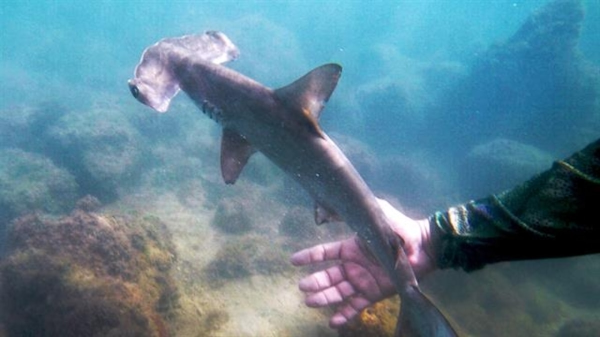 Scalloped Hammerhead Nursery Explored in the Galapagos Islands