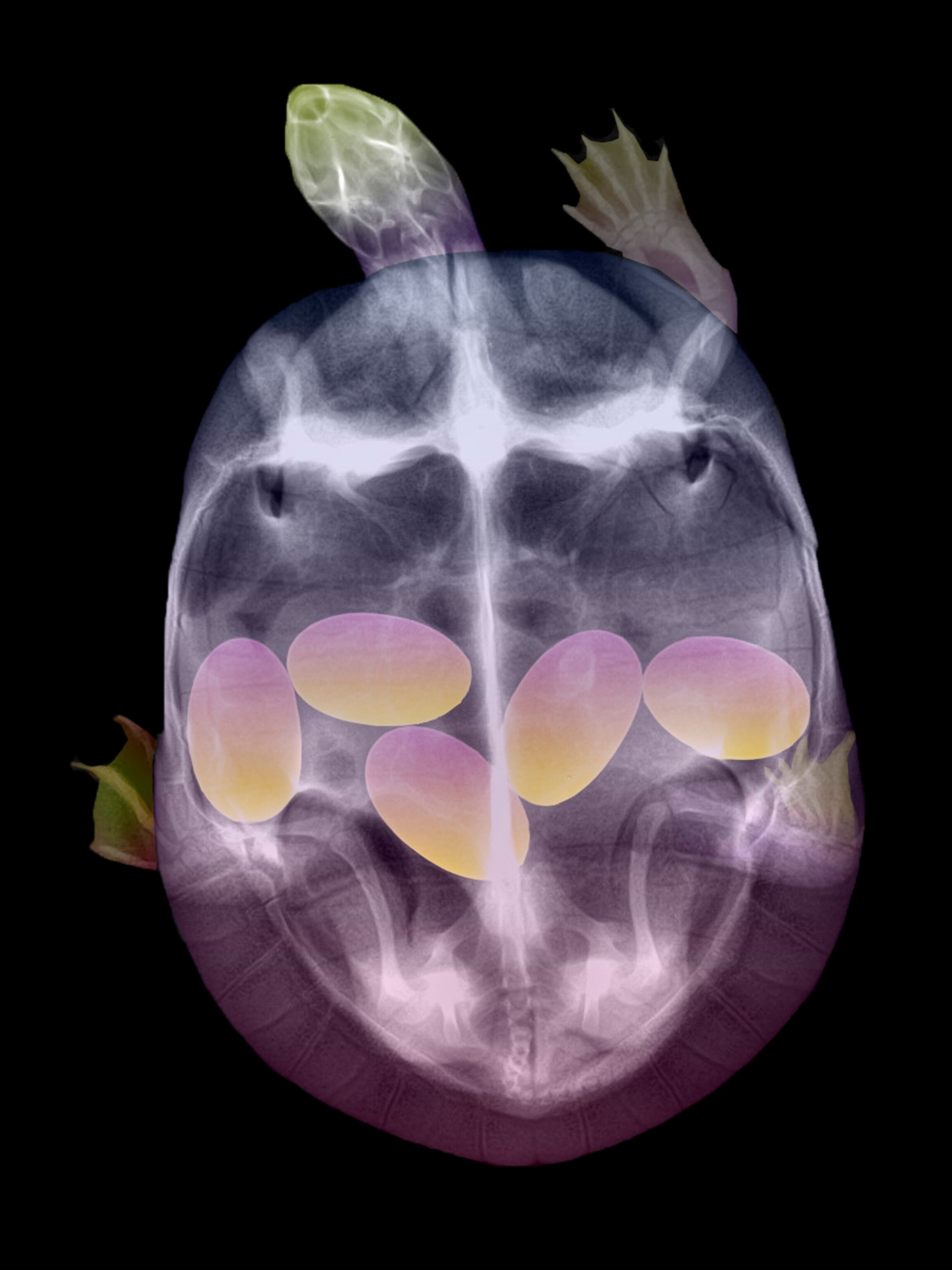 Parakeet mobs, octopus moves, and other curious phenomena