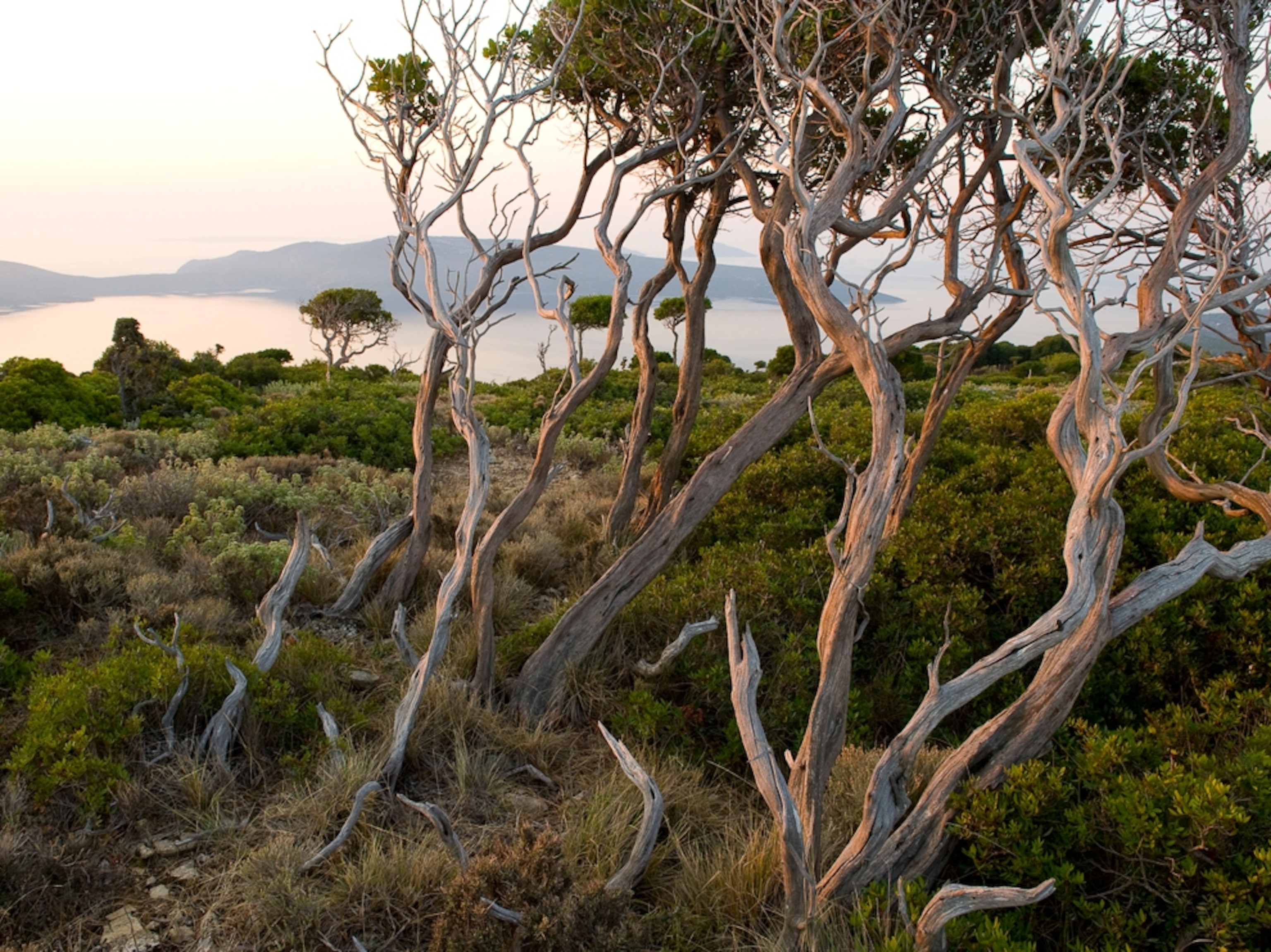 Trees on land overlooking water