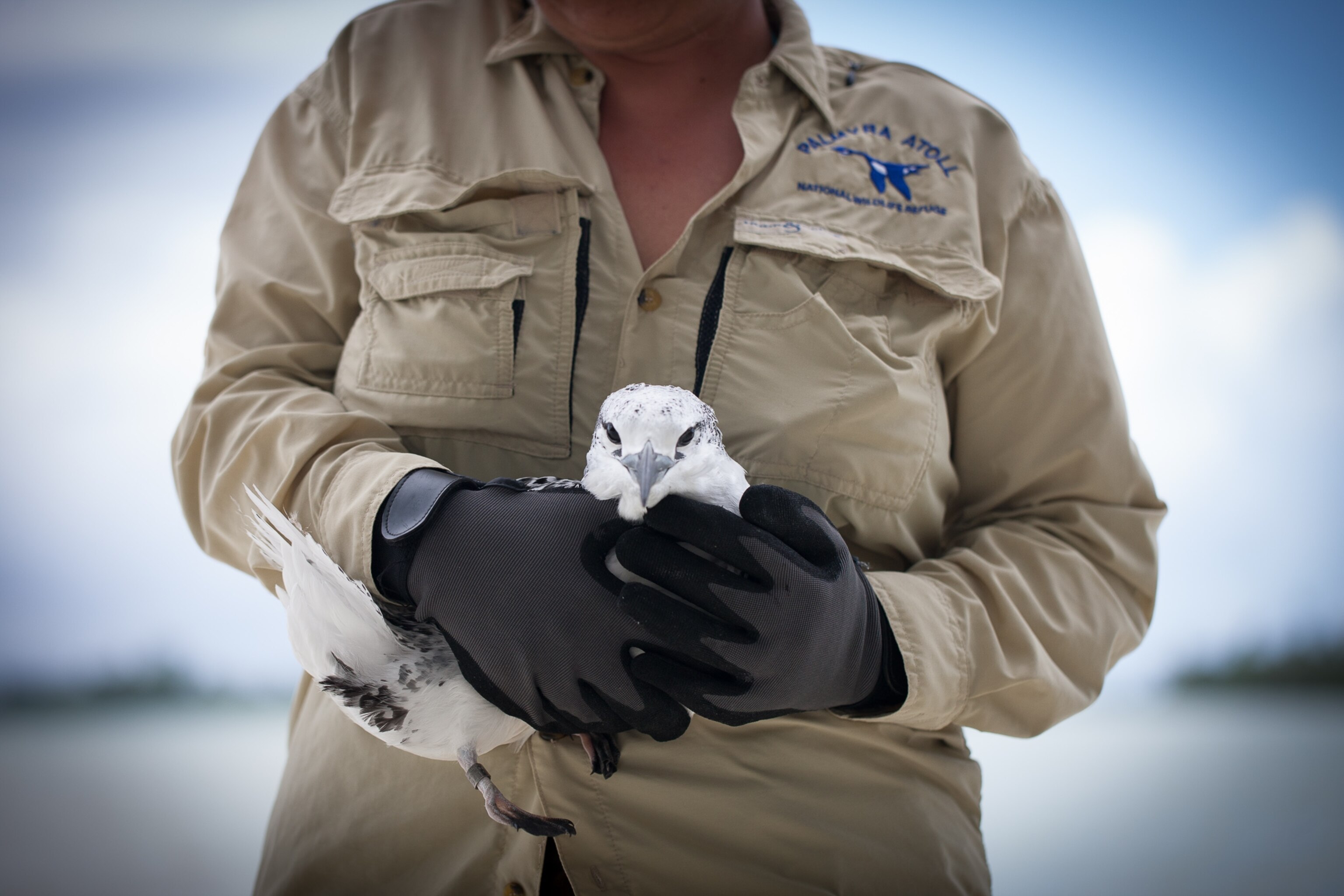Amanda Meyer, Palmyra Atoll Refuge Manager, and Naomi Rowden, Refuge Volunteer, tag a juvenile tropicbird found in the a nest on the North-South Causeway, in the East Lagoon.