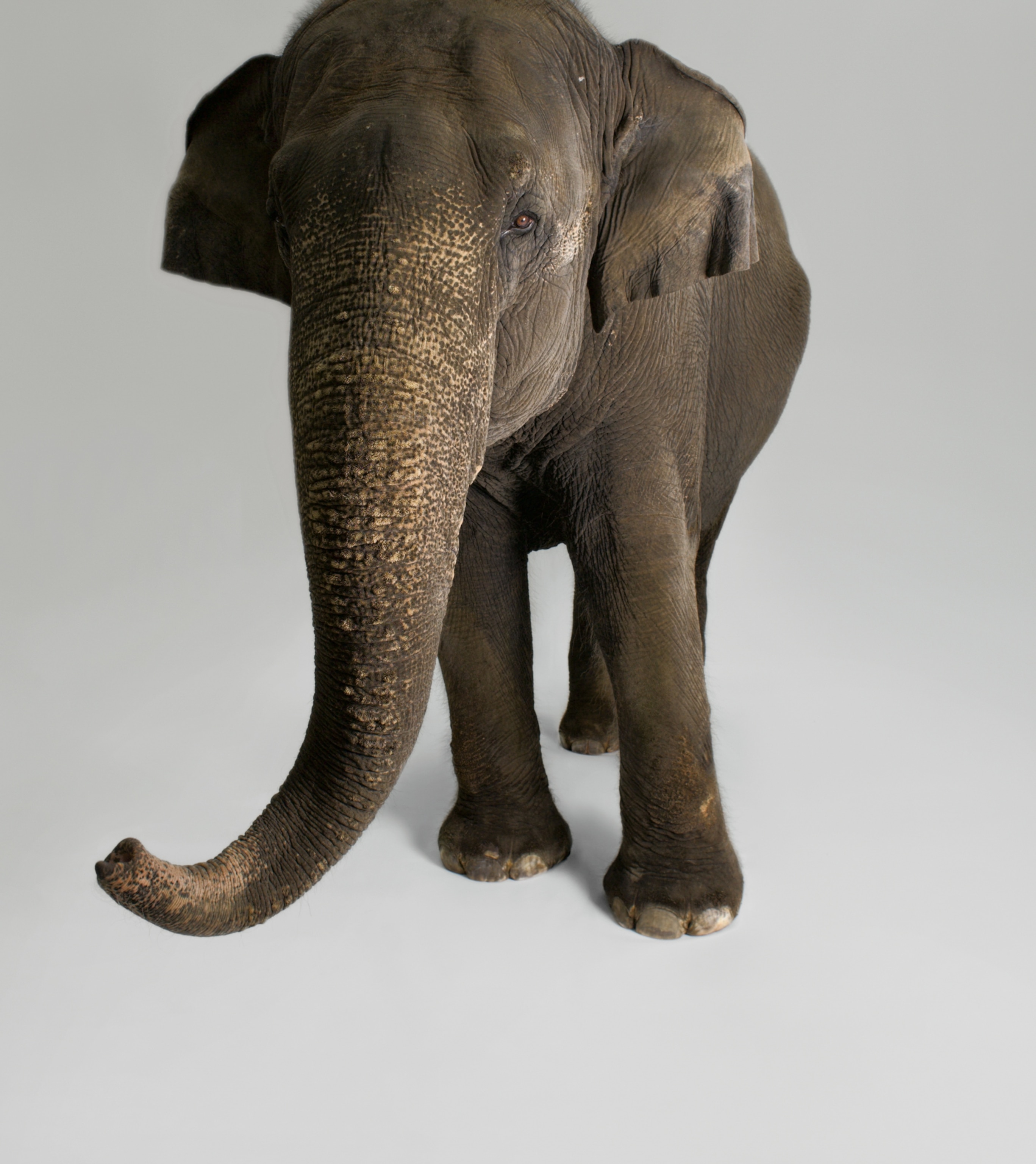 an asian elephant walking forward