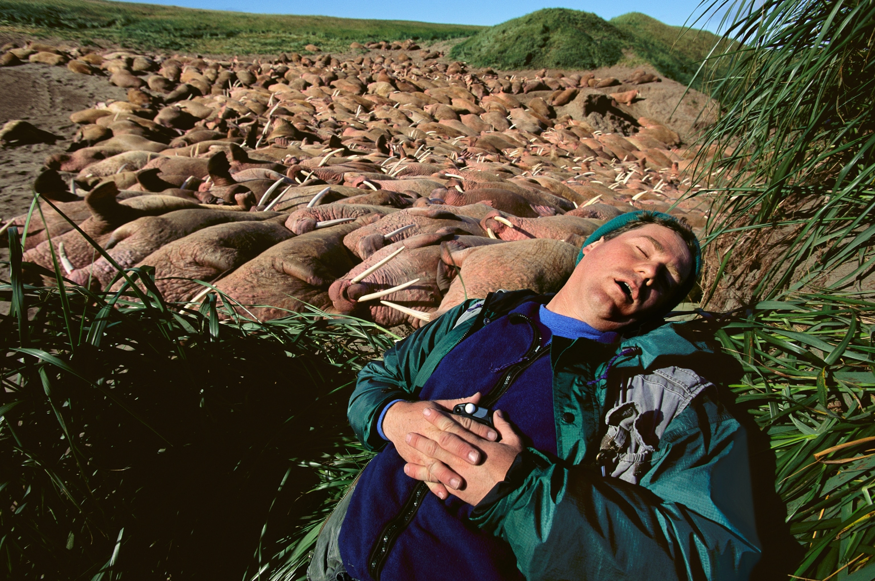 A man lays on his back sleeping on the grass next to a large group of walruses
