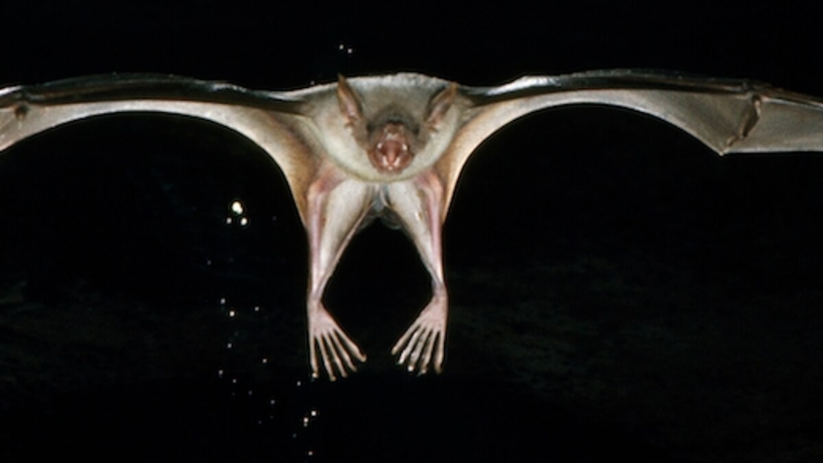 Listen Closely To The Bats and You Can Hear the Viral Chatter