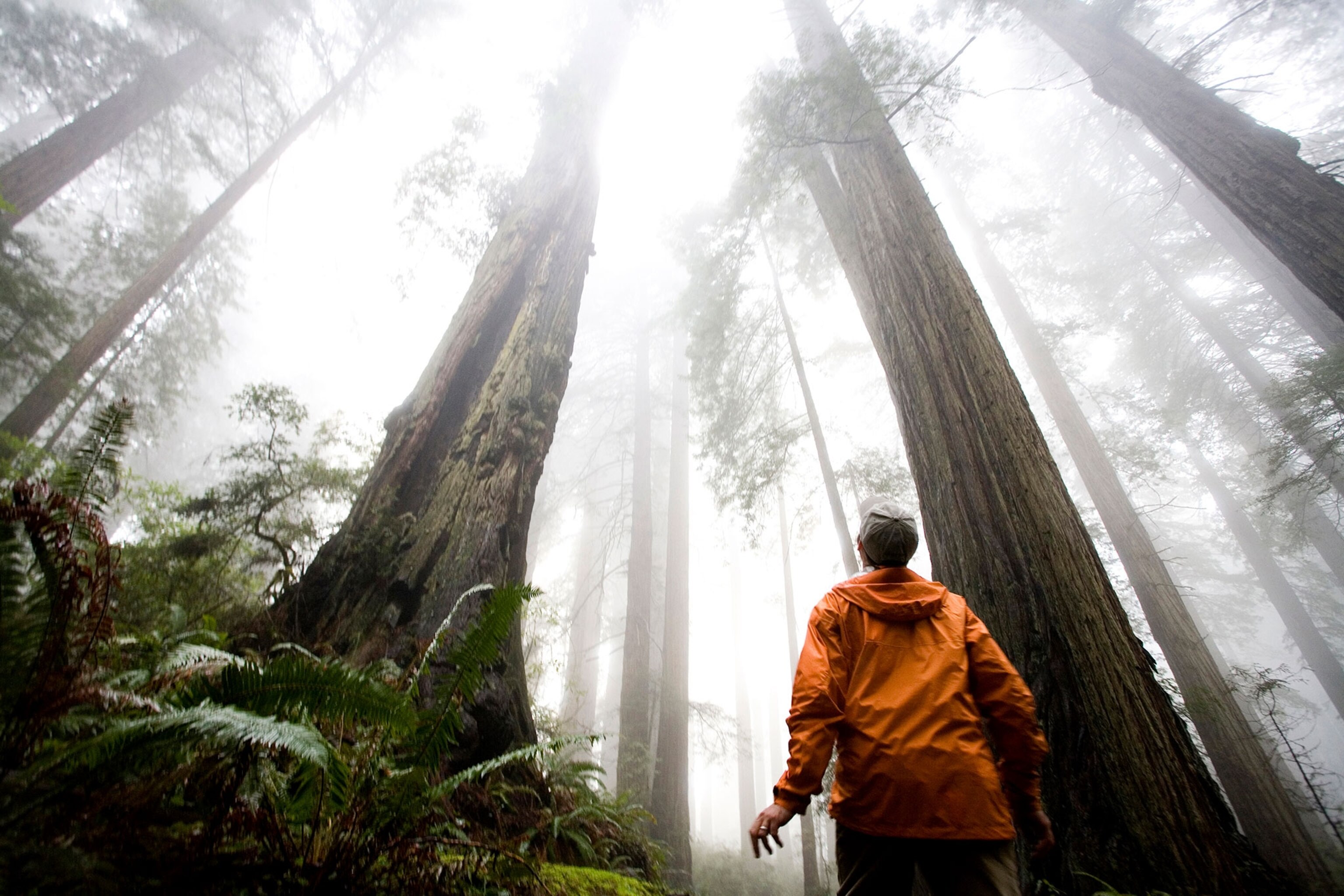 hiker in Redwood National Park, California