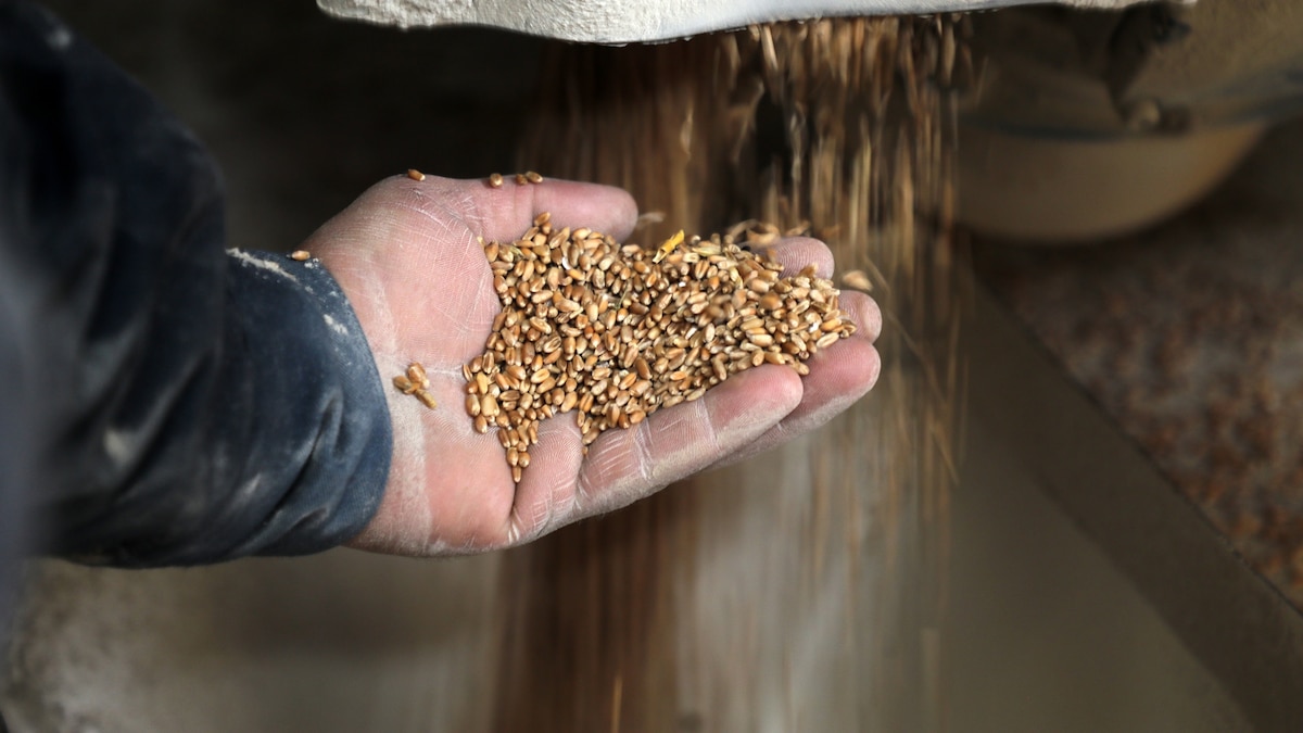 War in Ukraine could plunge world into food shortages - Vimarsana News