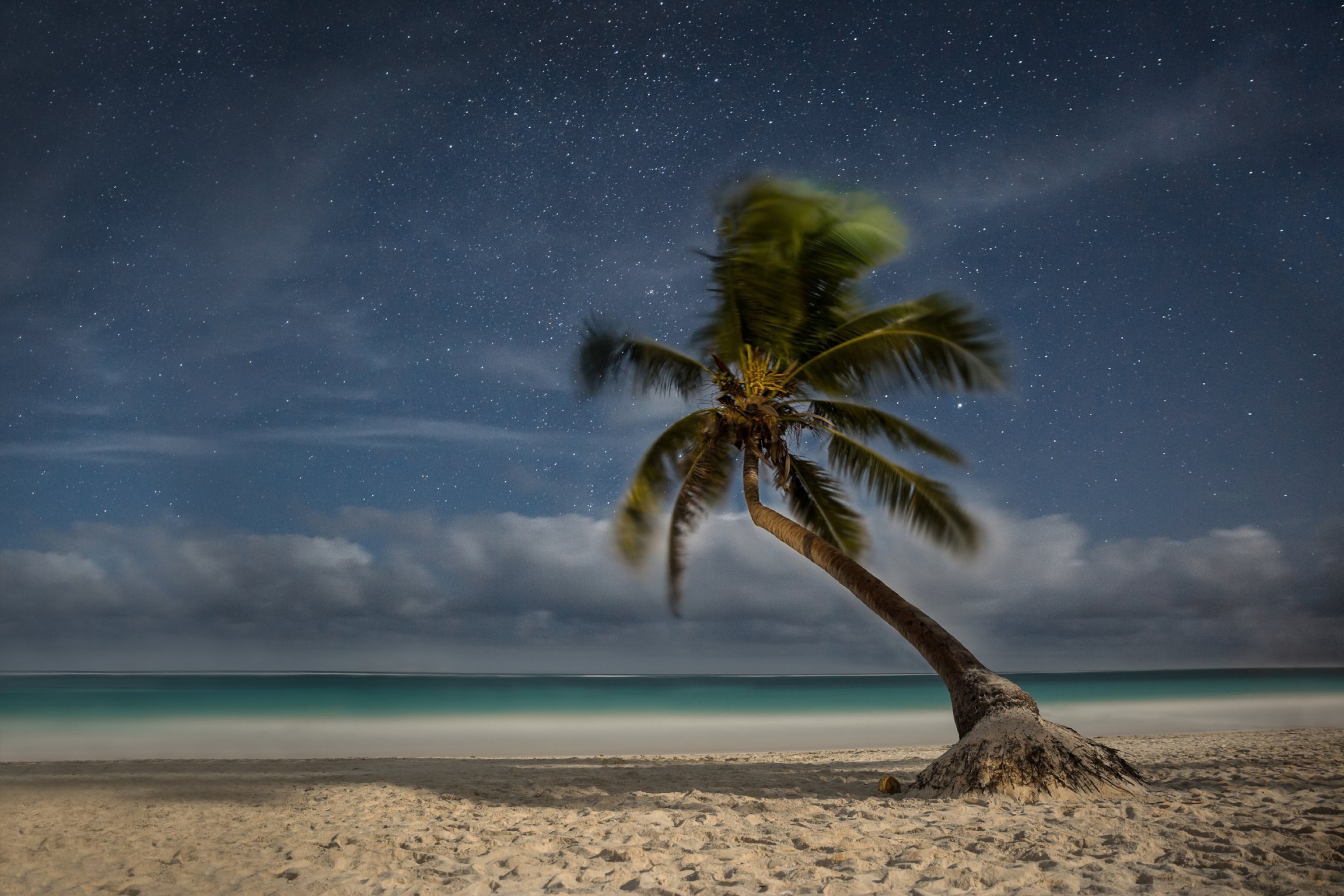 a palm tree in the sand on the beach at night.