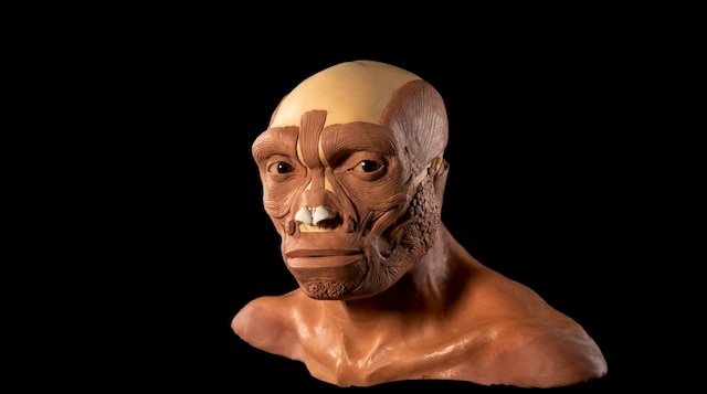 یک تایملپس از روند چندماهه جان گرچ در بازسازی یک جد انسانی.