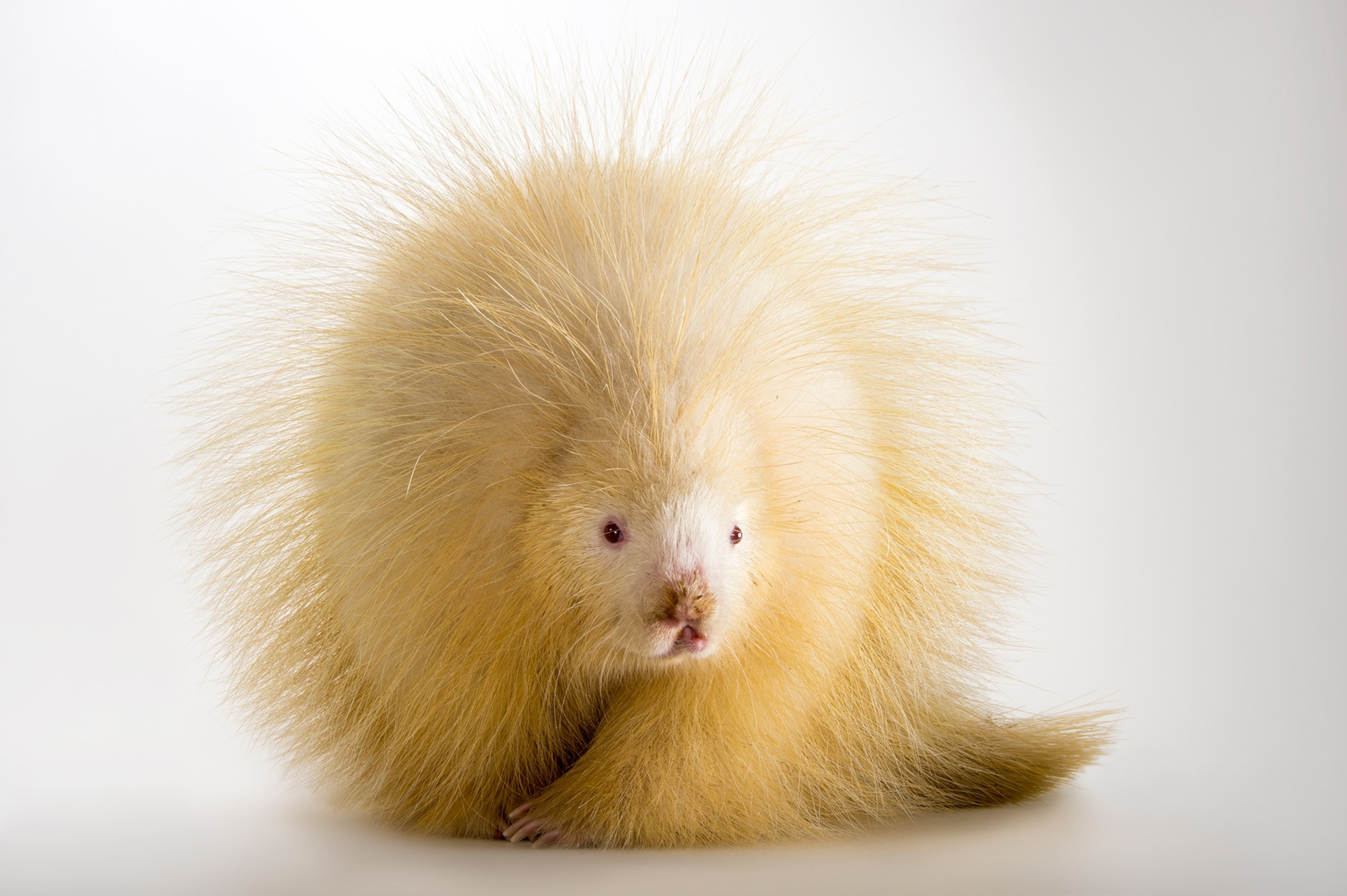 albino porcupine