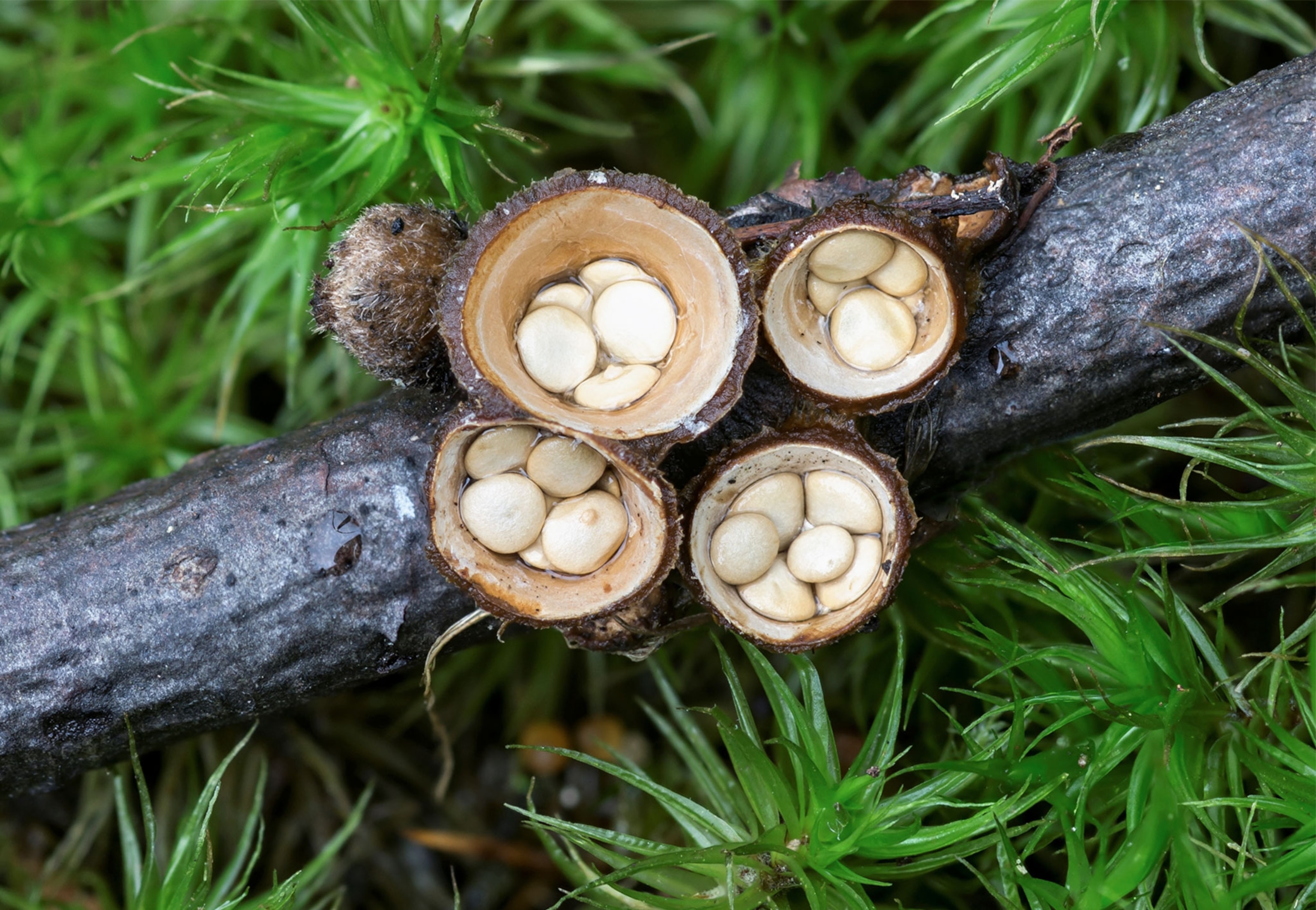 mushrooms that resemble birds nests
