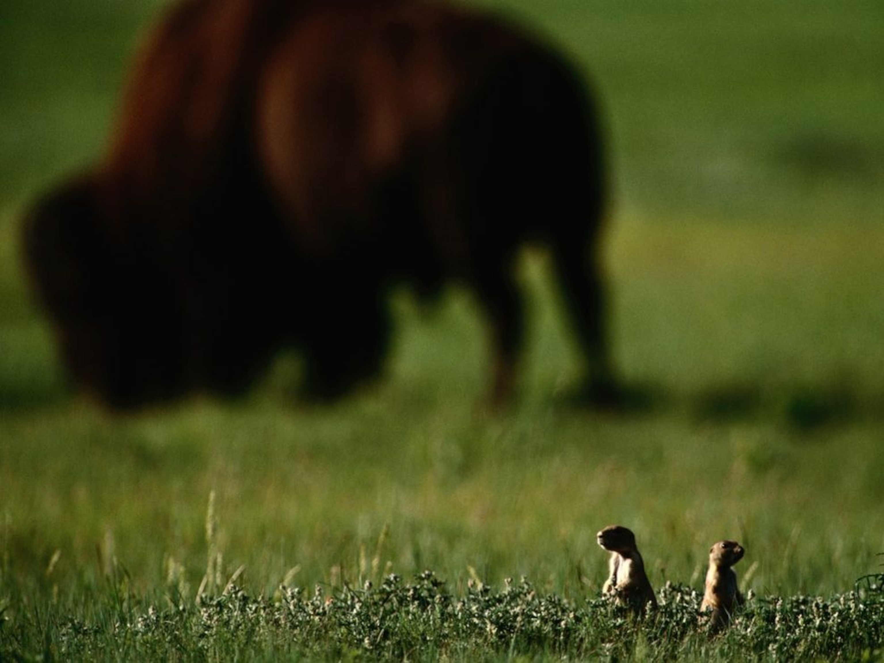 prairie dogs and bison in Wind Cave National Park
