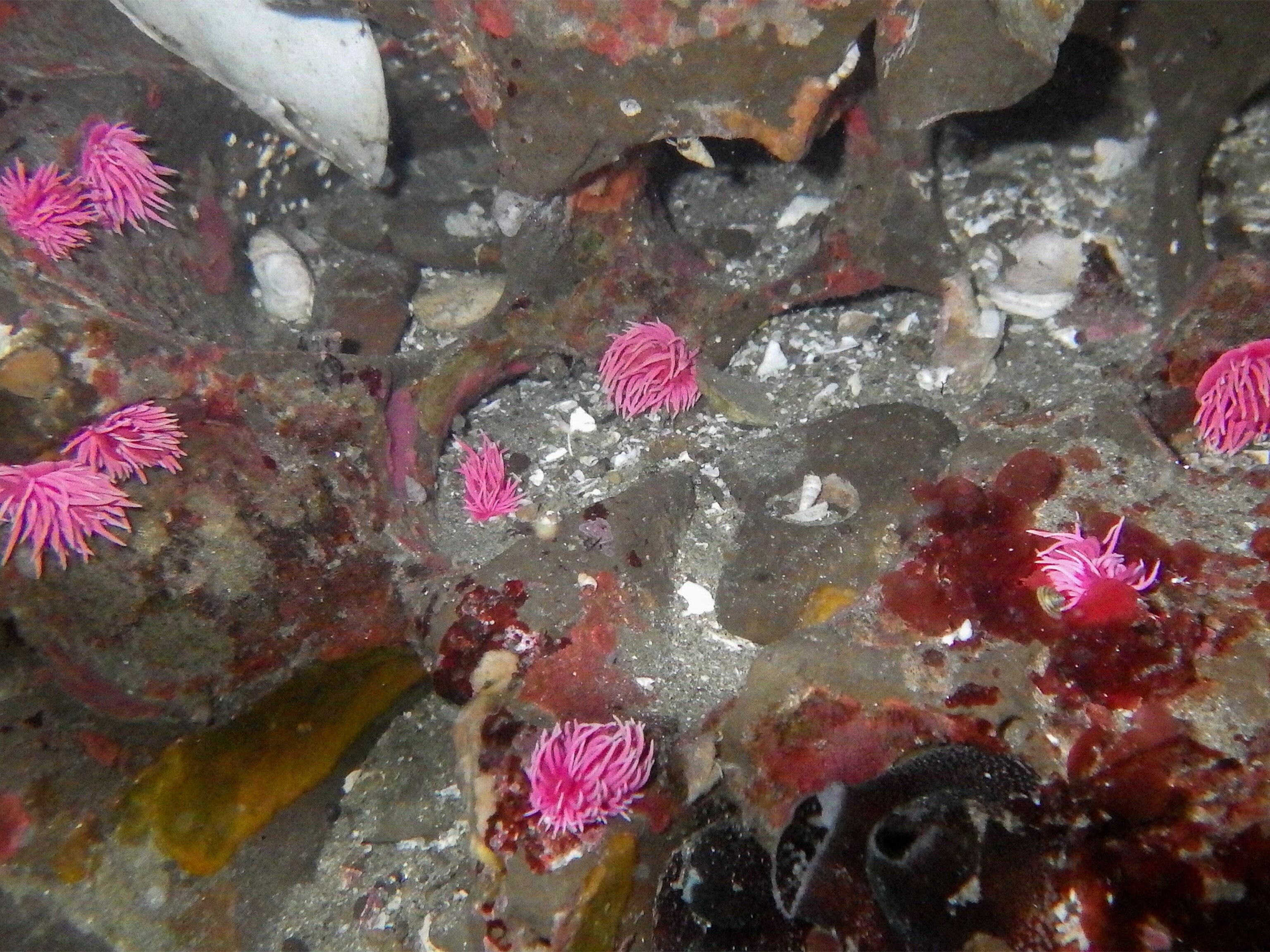 Bright Pink Sea Slugs Invading New Habitats Due to Global Warming?