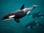 Why Are Orcas Friendly To Humans Printable Templates Protal