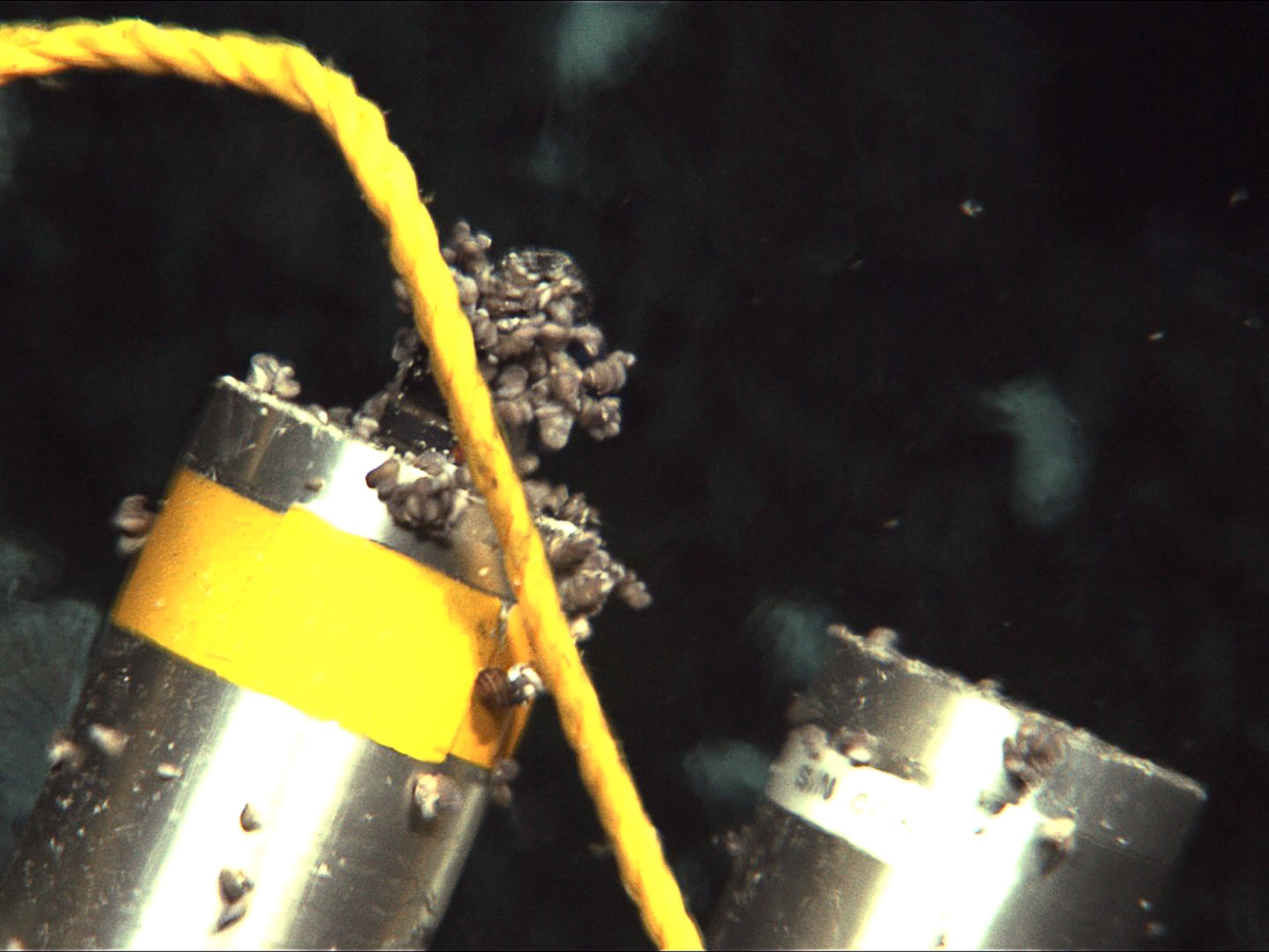 Limpets on an instrument on Alvin.