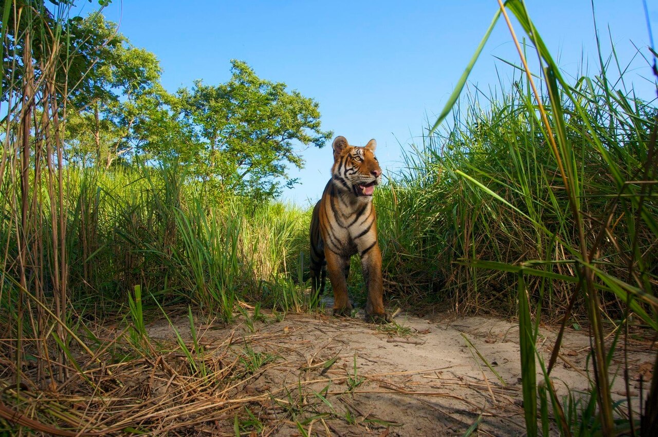 A remote camera captures an up-close image of a Bengal tiger in Kaziranga National Park.