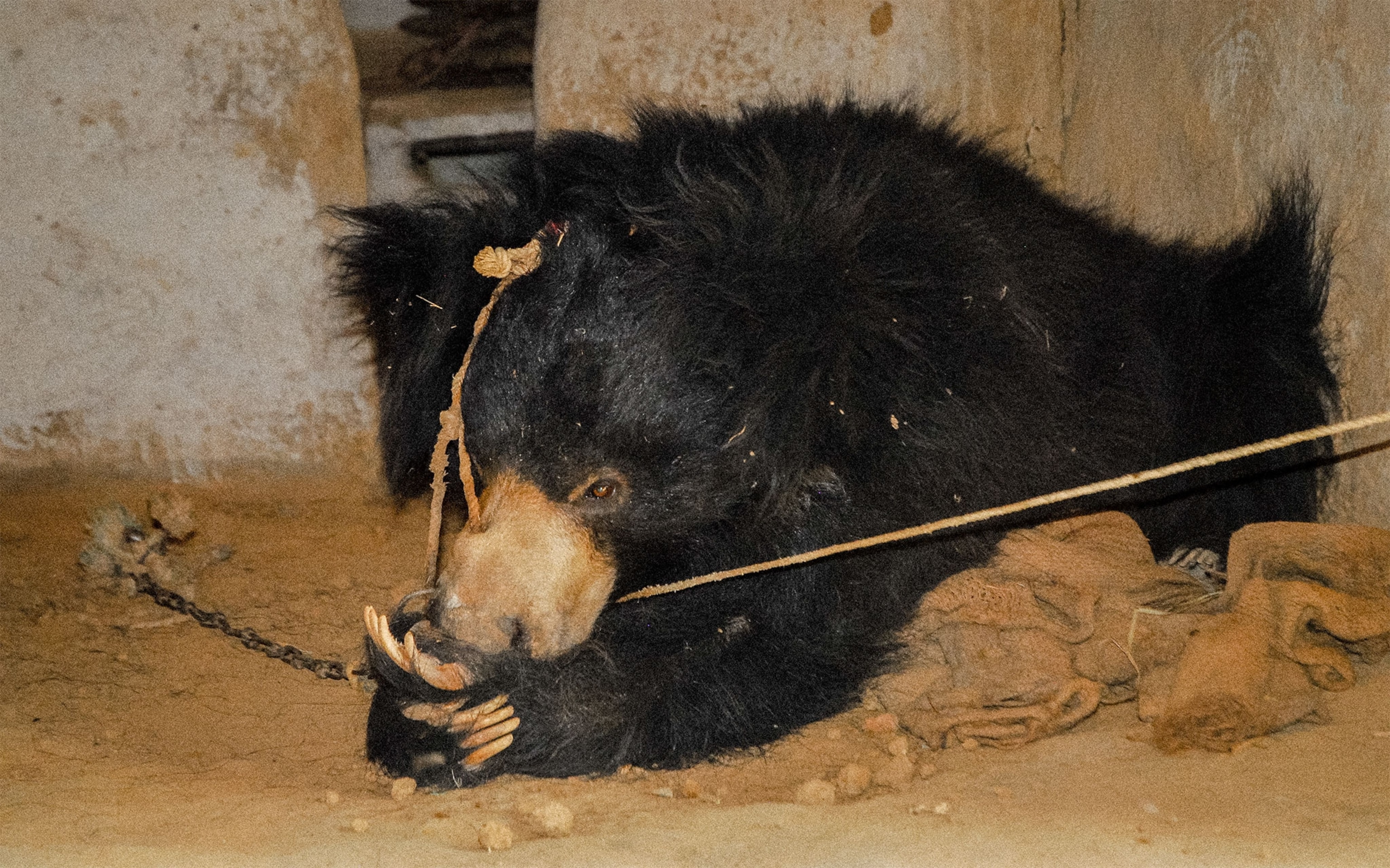 a sloth bear with a rope pierced through its muzzle