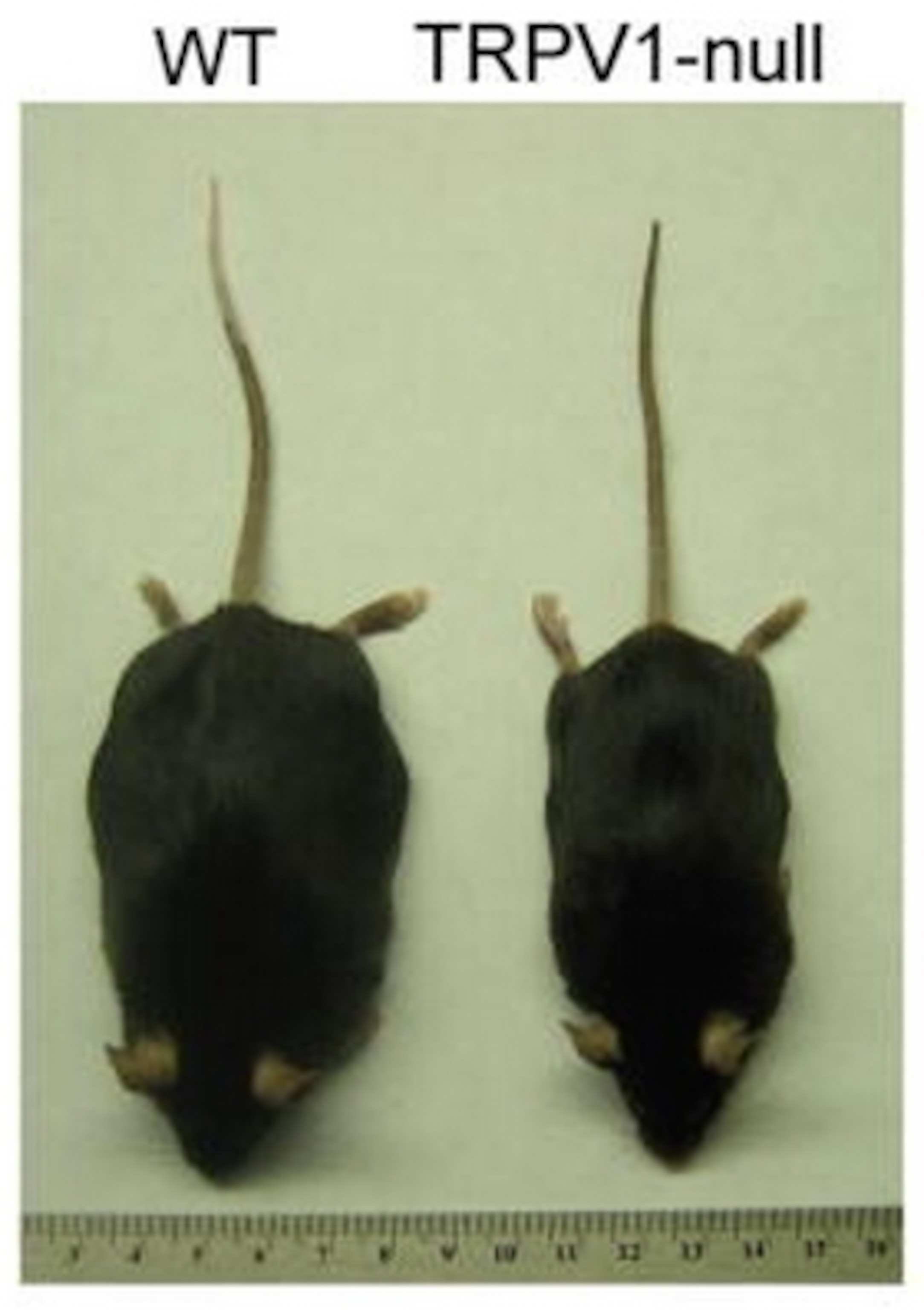 After eating a high-fat diet, mice lacking pain receptors (right) are thinner than normal mice (left). From Motter & Ahern, 2008.