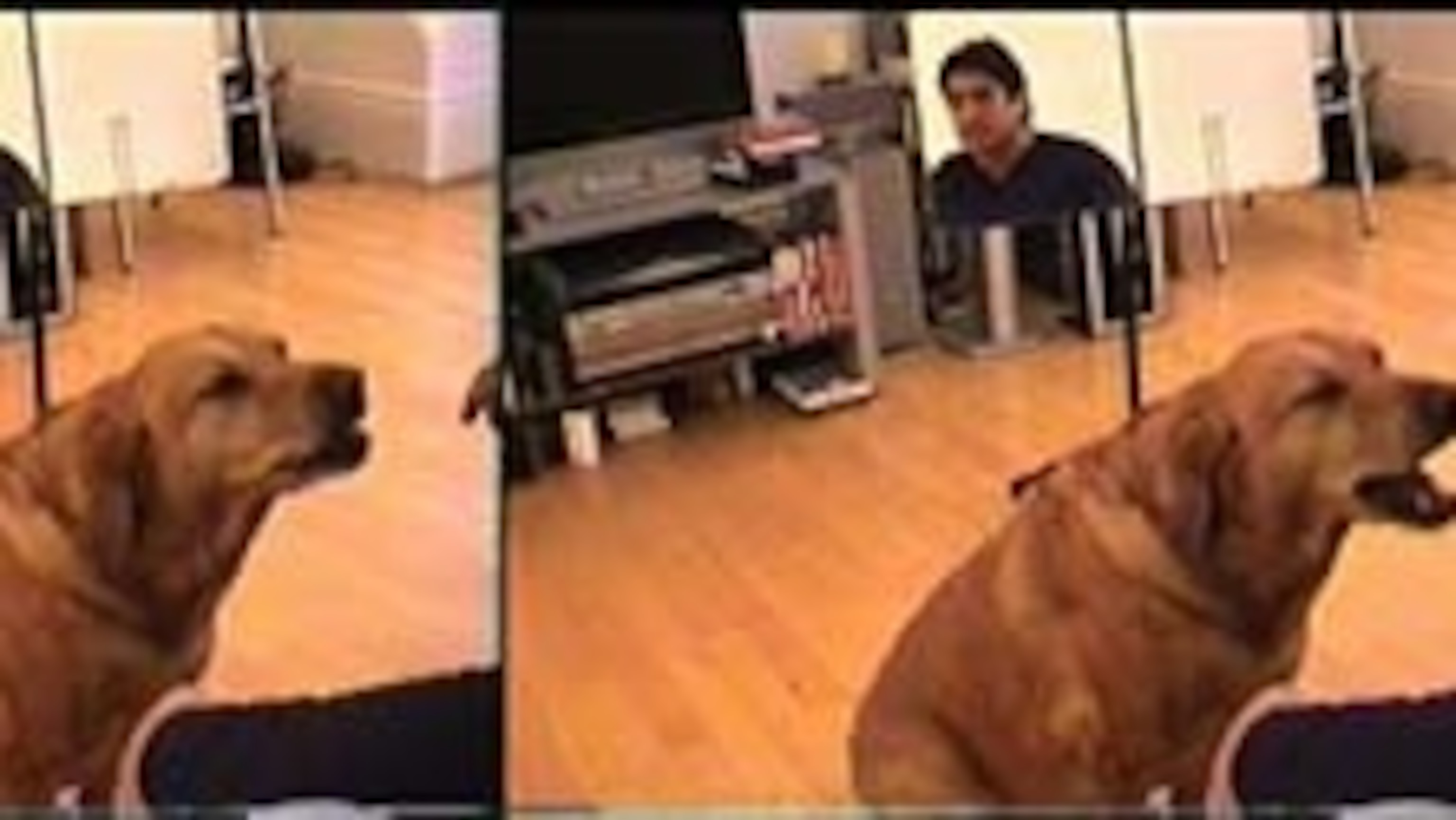 What Does It Mean When A Dog Yawns In Front Of You