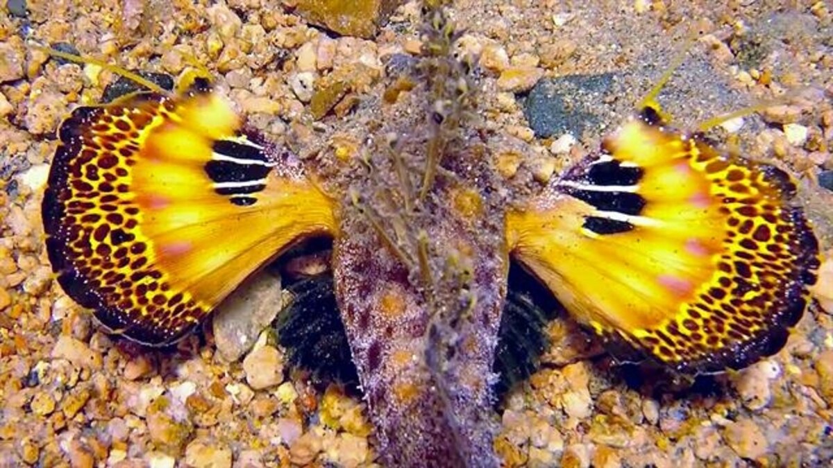 Watch This Venomous Fish Camouflage Into Its Surroundings