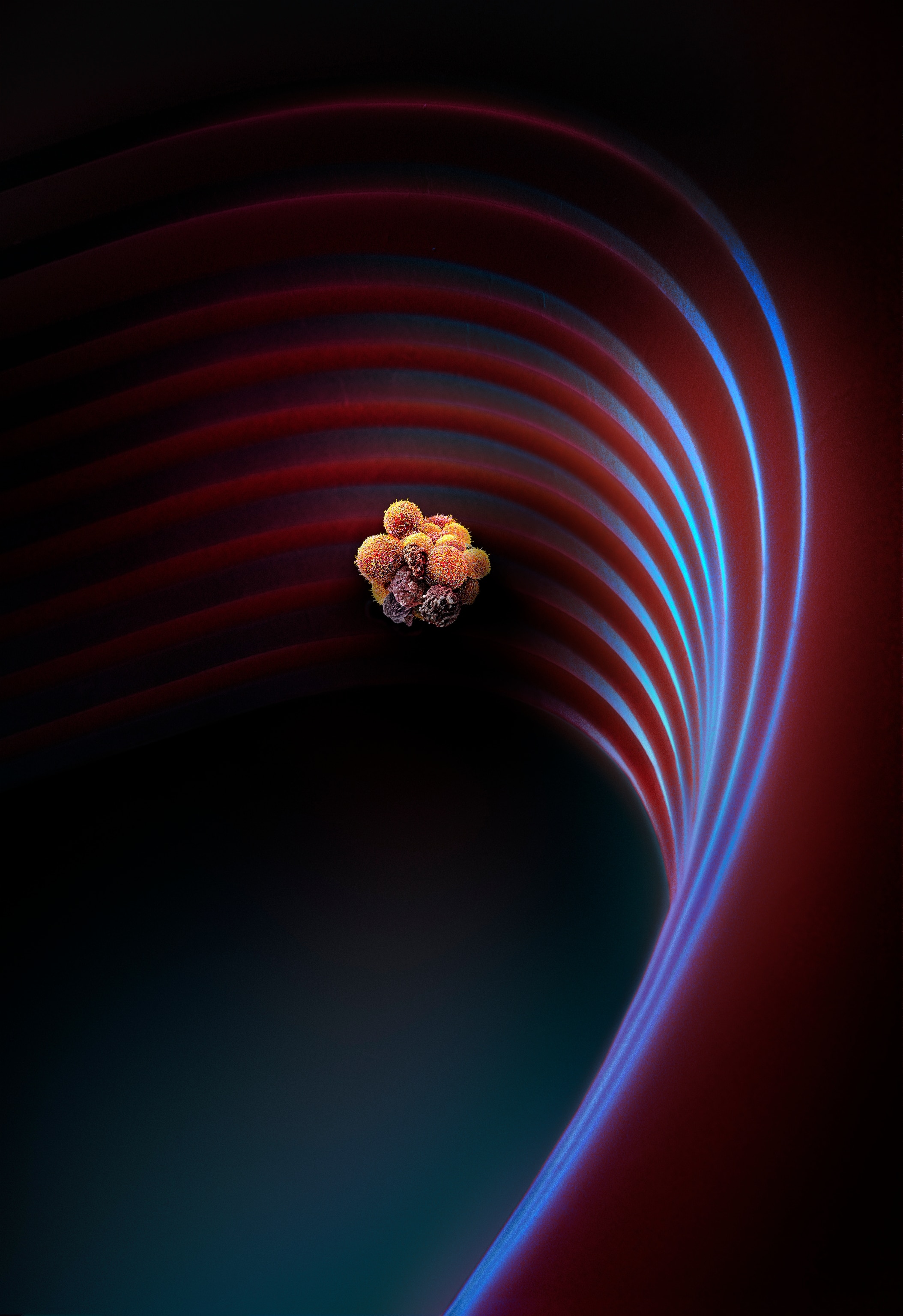 Picture of a cluster of cancerous cells, which appear almost like a cluster of fuzzy and dimpled grapes.