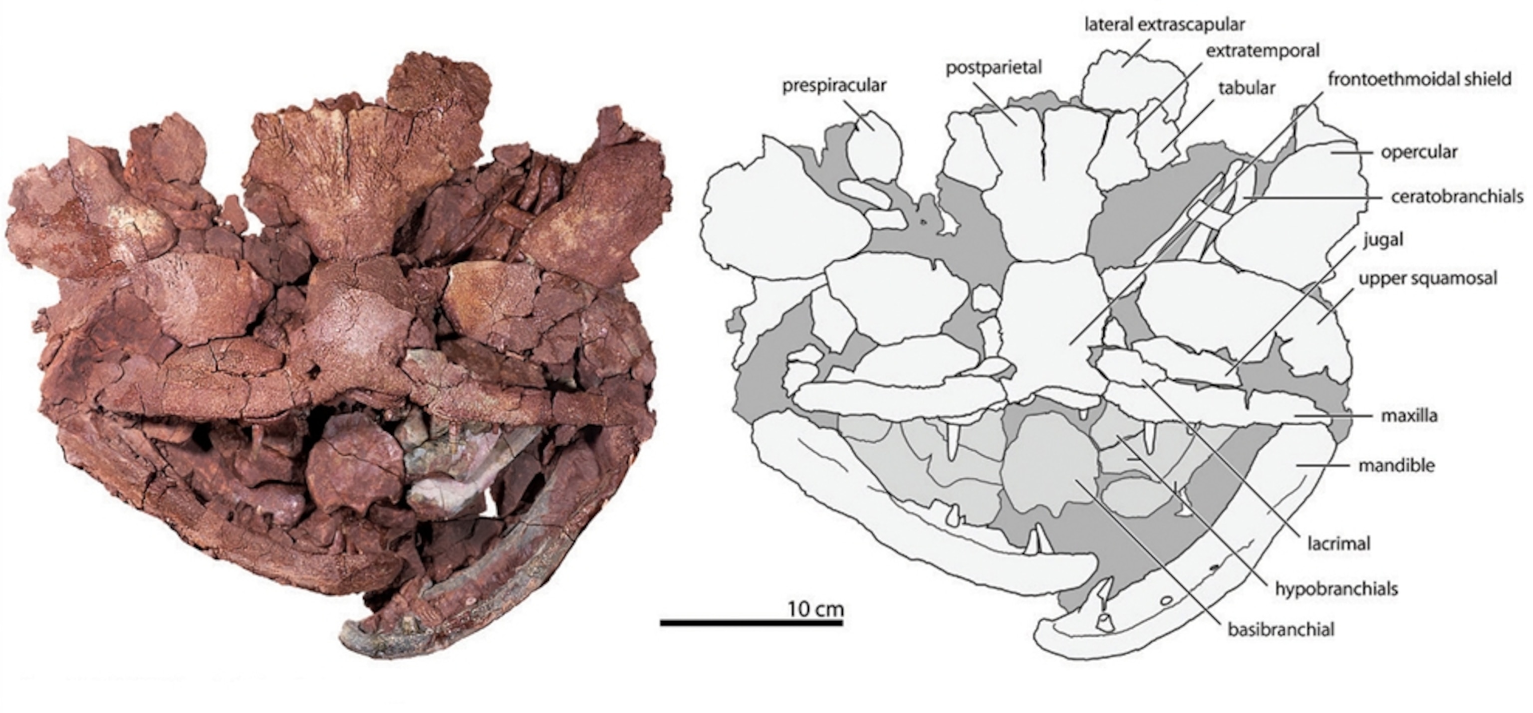 Laccognathus fossil diagram