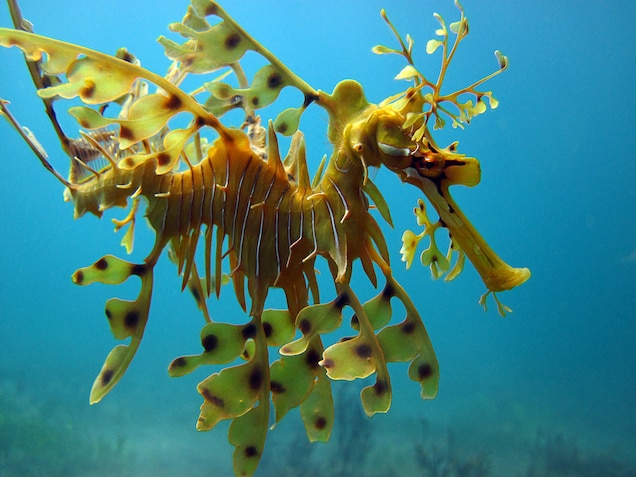 Leafy Sea Dragon National Geographic