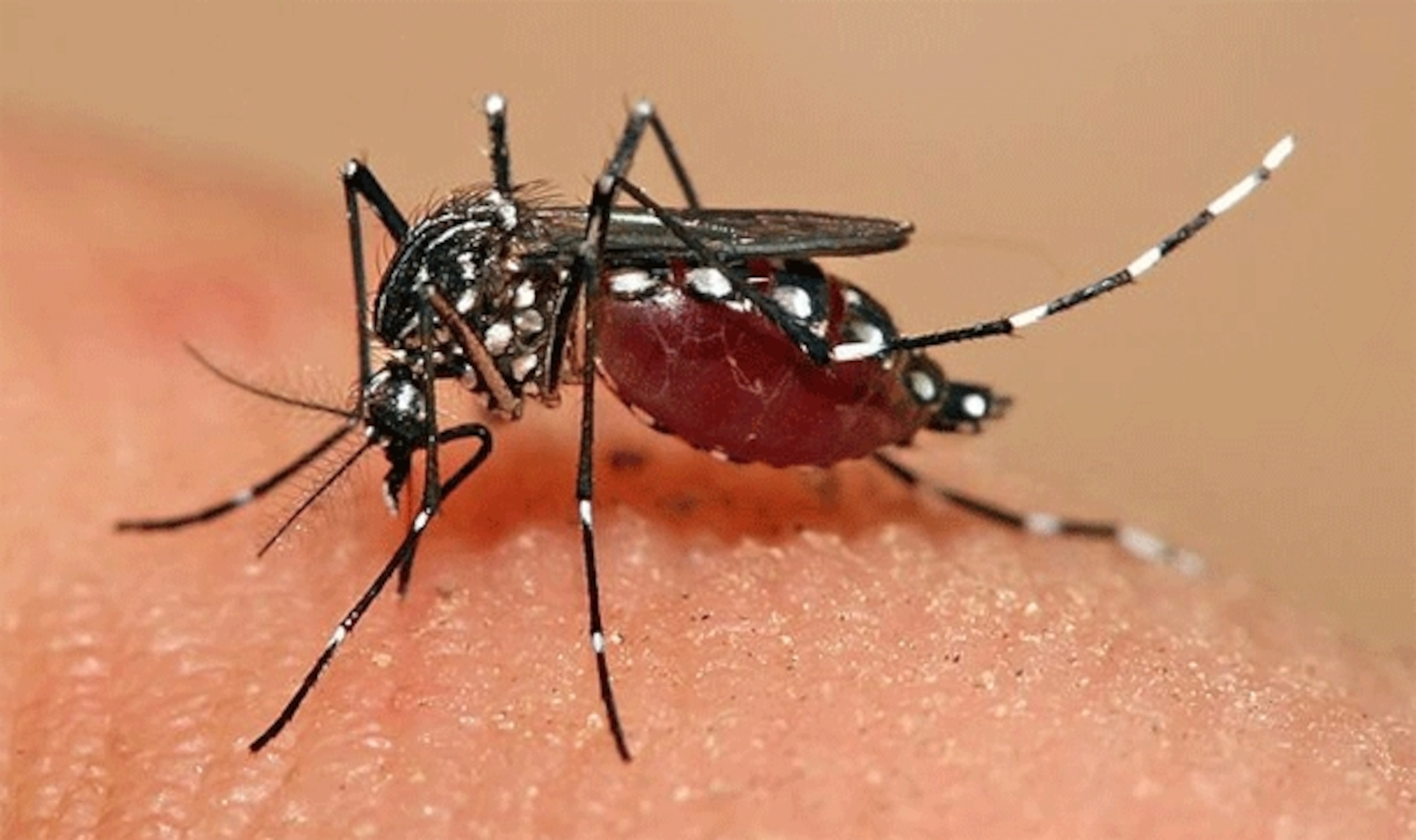 Defeating dengue by releasing mosquitoes with virus-blocking bacteria