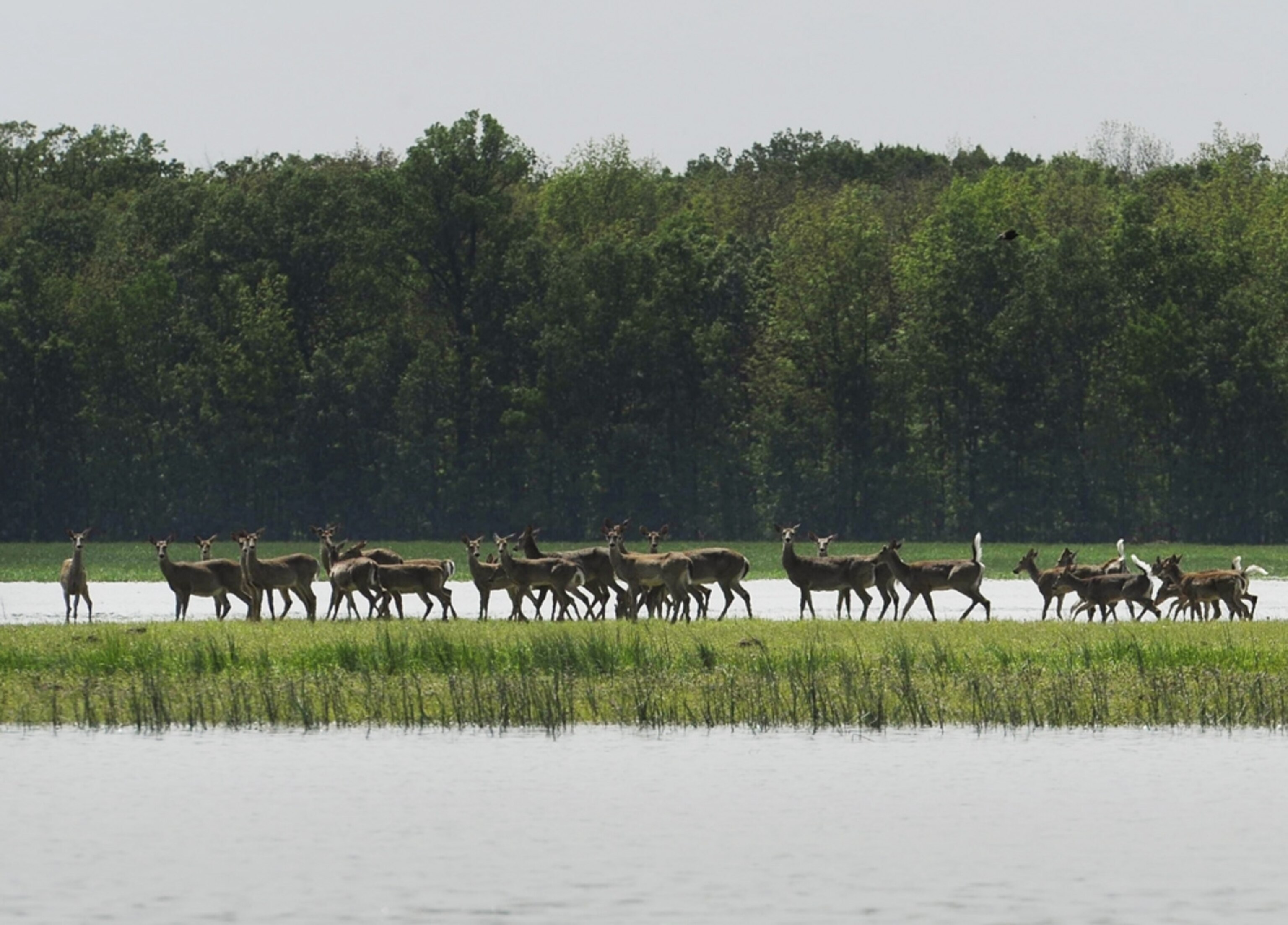 Mississippi flood pictures: deer on high ground in Indiana