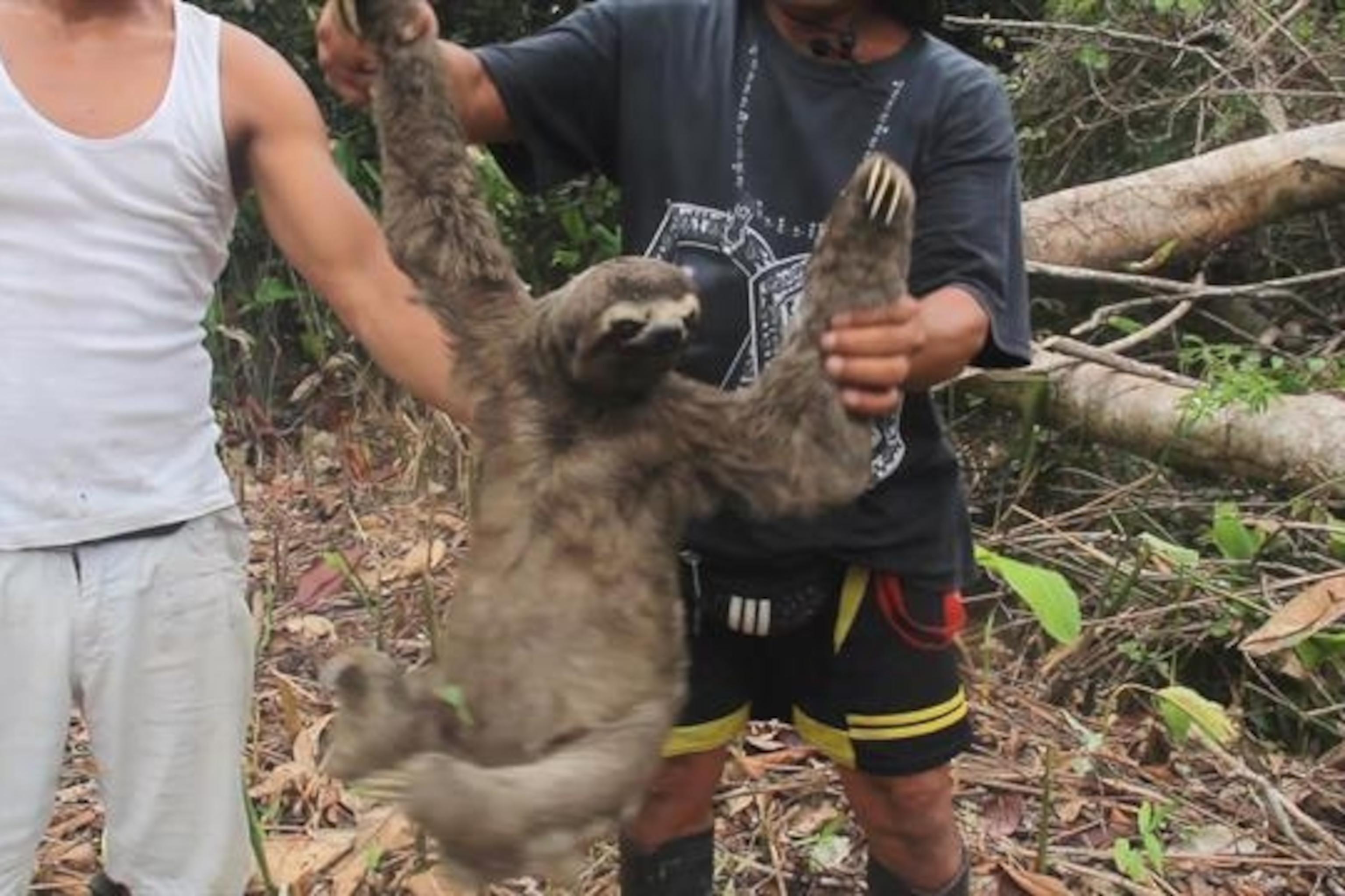 Witness the Harrowing Capture of a Wild Sloth for the Black Market