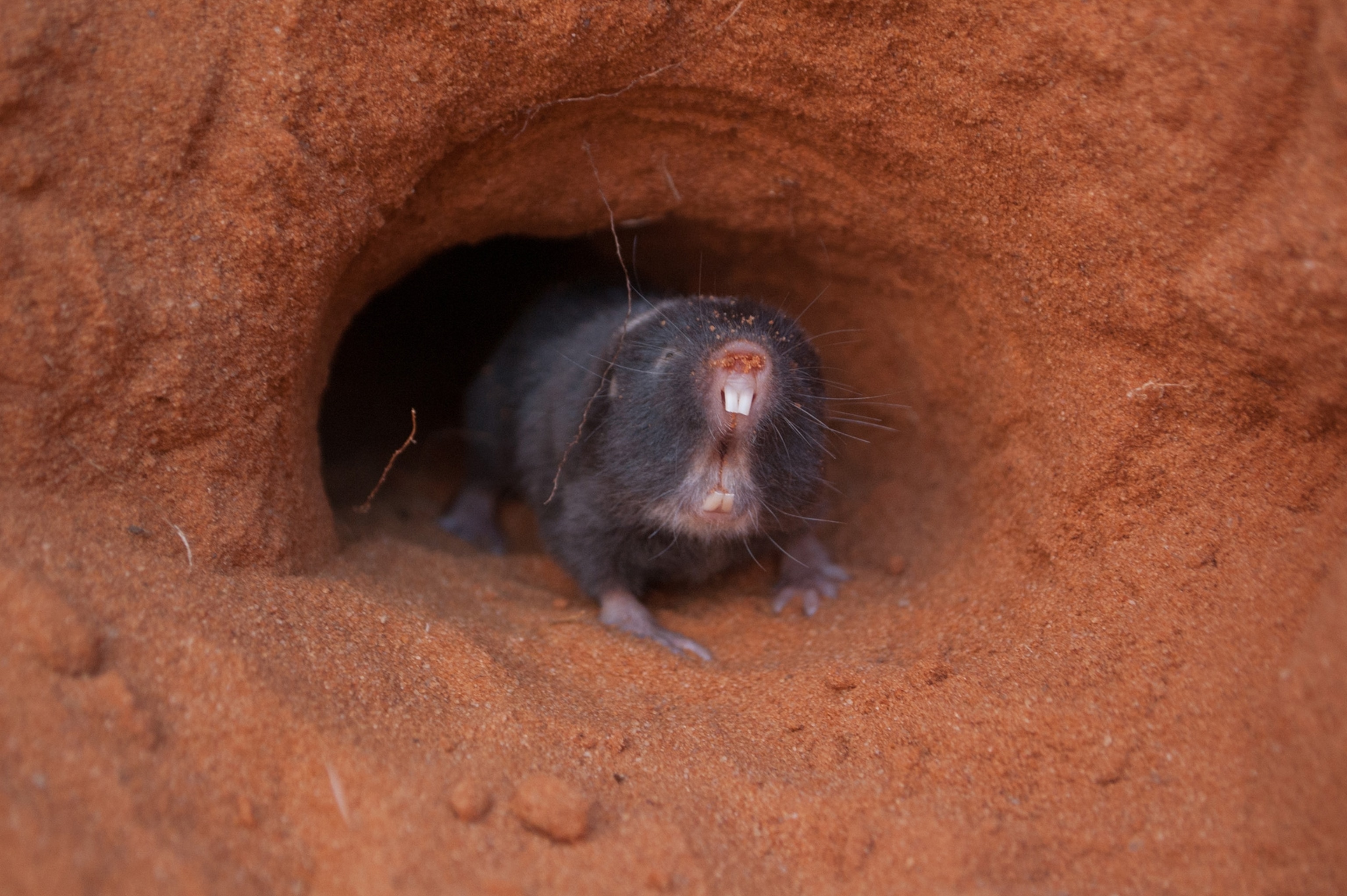 A gray mole-rat emerges from a red dirt tunnel.